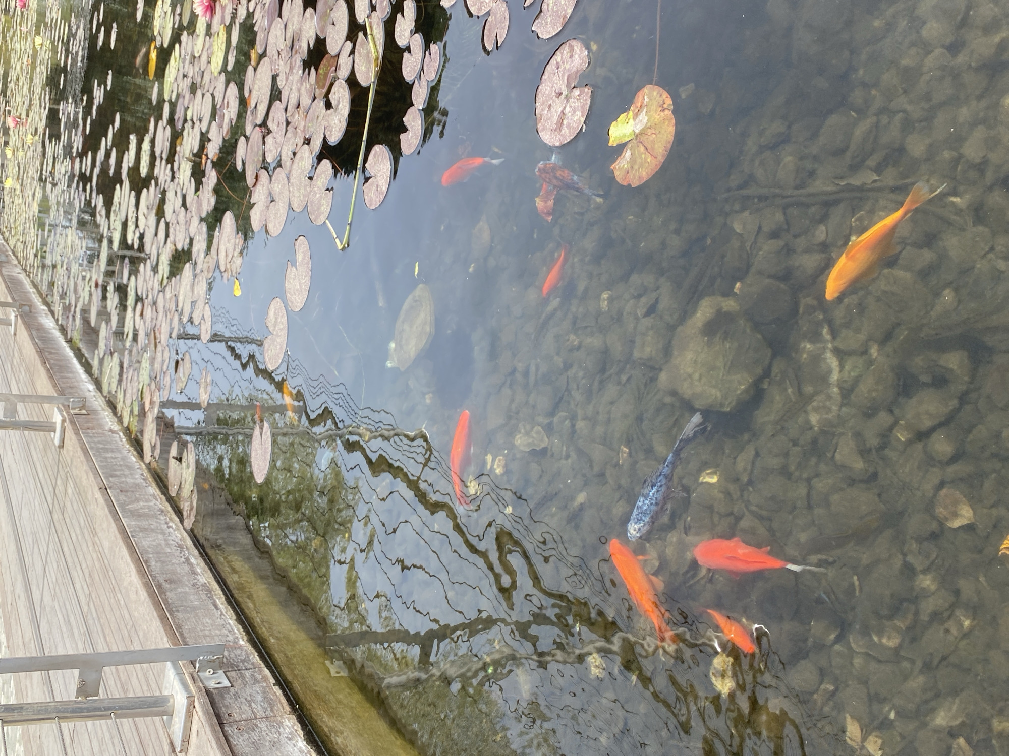 Peaceful pond with wildlife observed in Kiryat Bialik