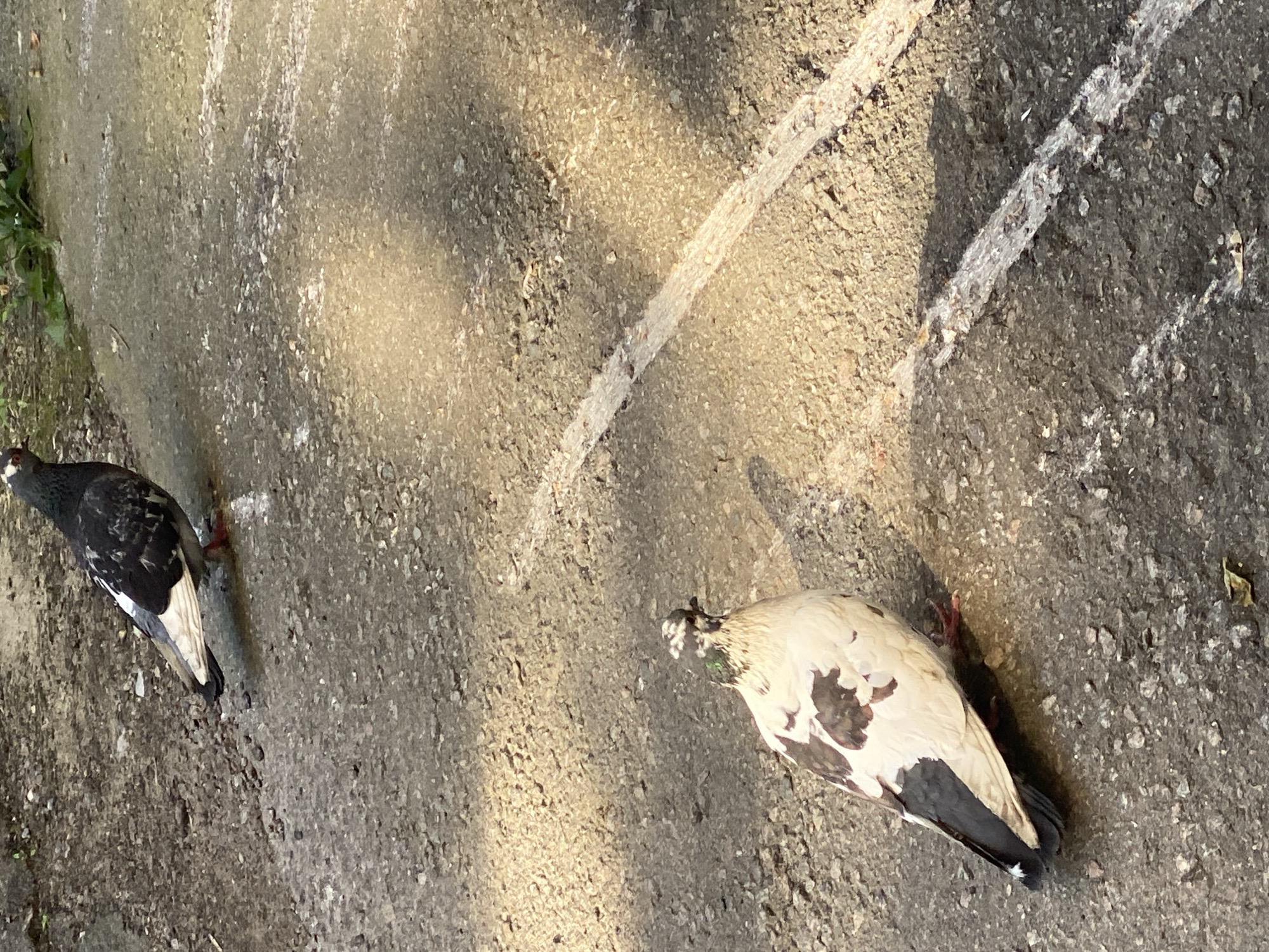 Pigeons and a leashed dog in a Yokohama park