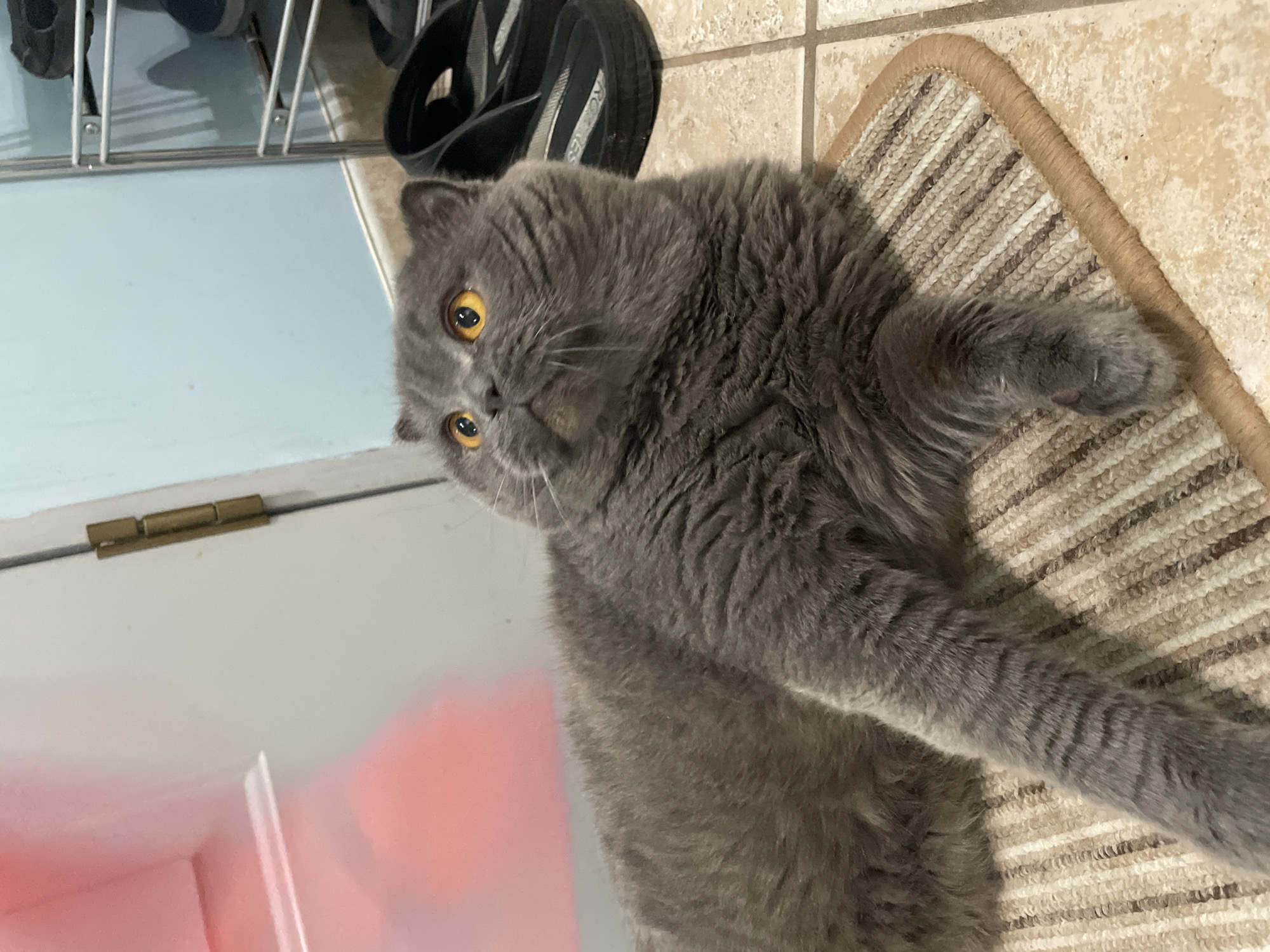Gray Scottish Fold cat photographed indoors during morning hours