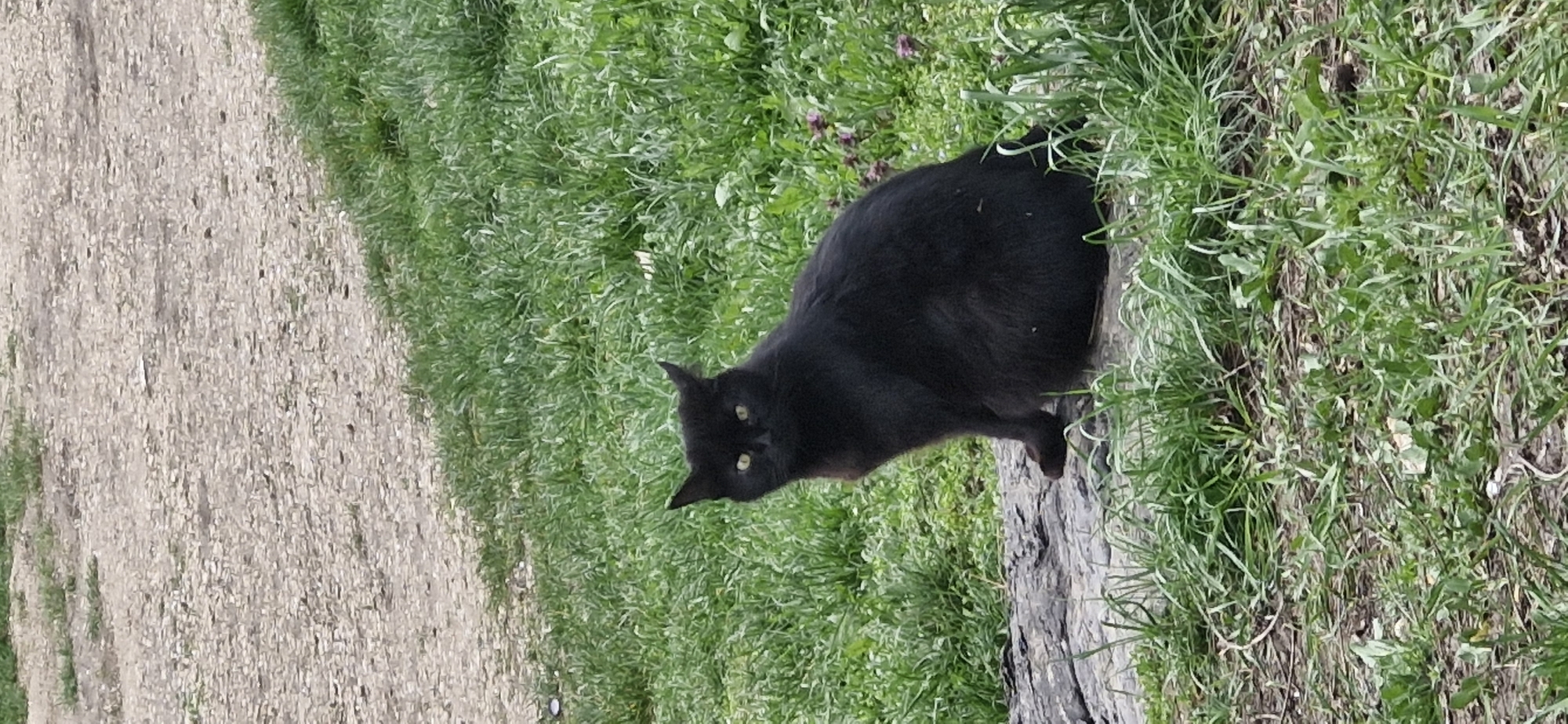 Black cat spotted near dirt road in Veliko Tarnovo