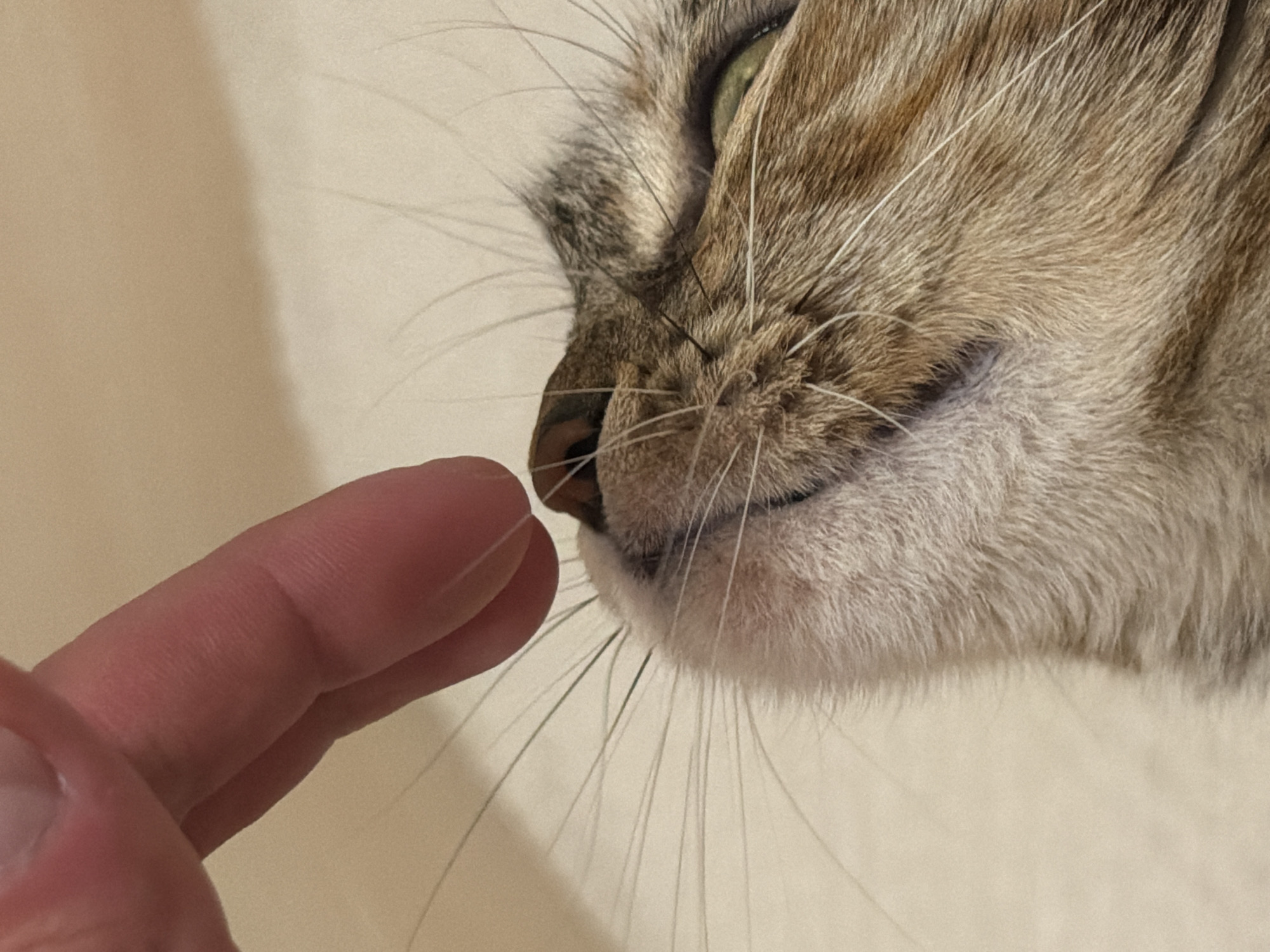 Hanging out with a tabby cat in Blagoevgrad