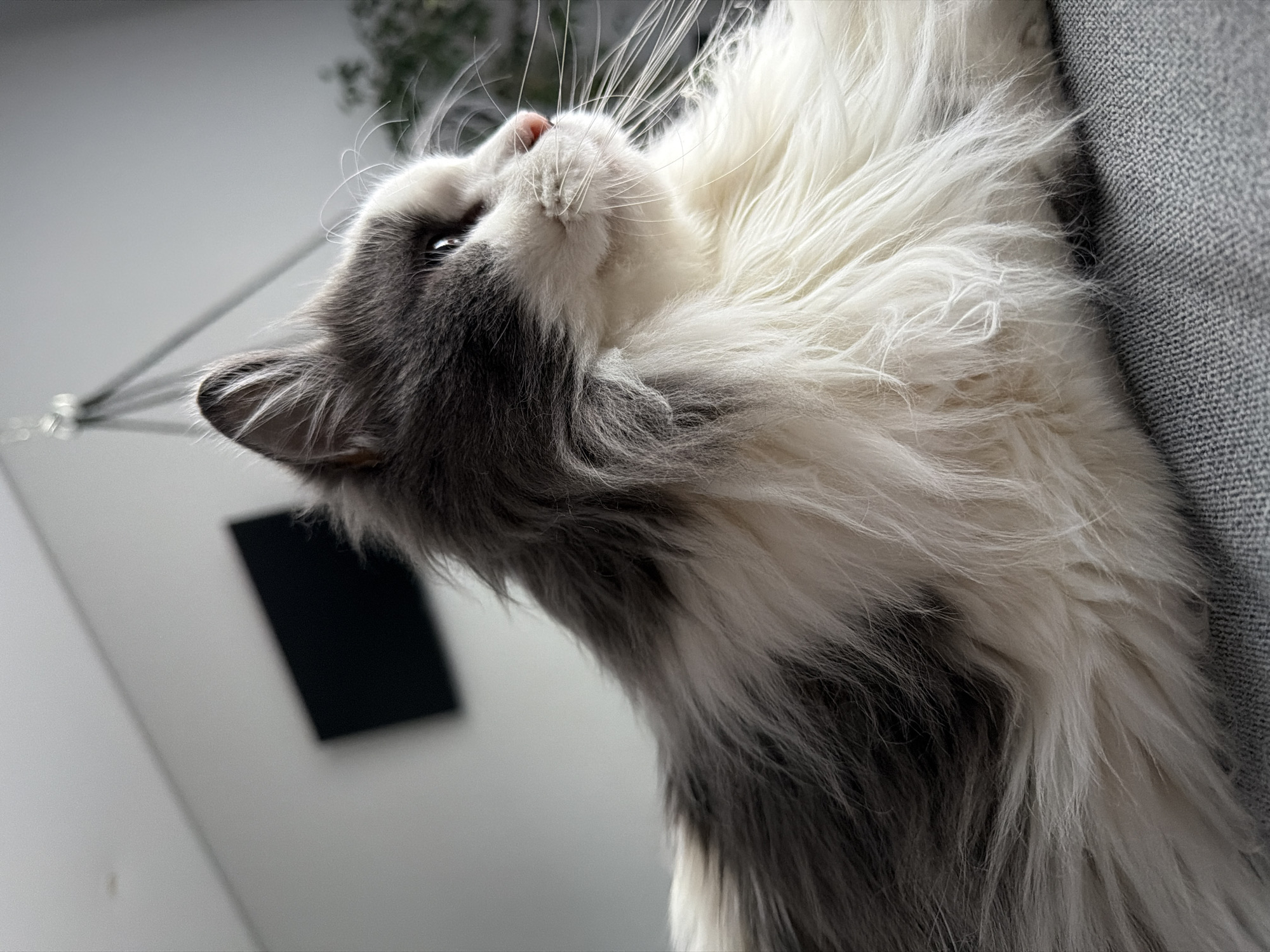 Quiet domestic moments shared between person and cat