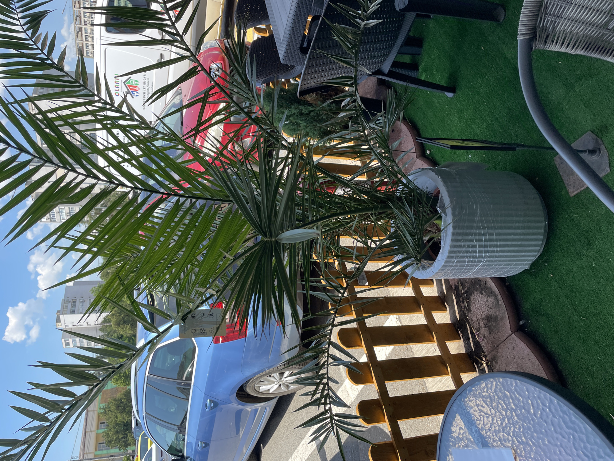 Street-level morning in Iași: plants, pavements, and coffee