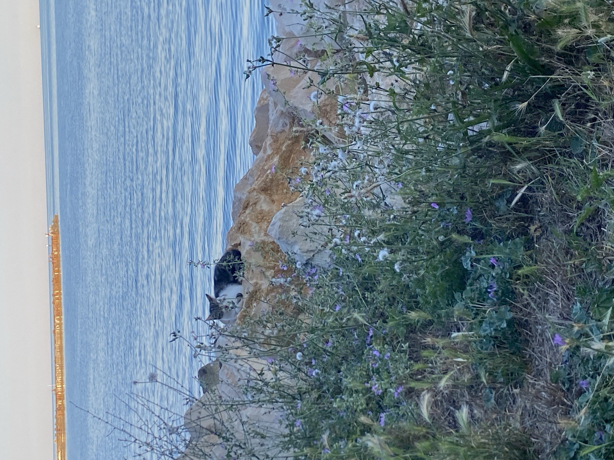 Cats, coastline, and dusk on the Varna Black Sea shore