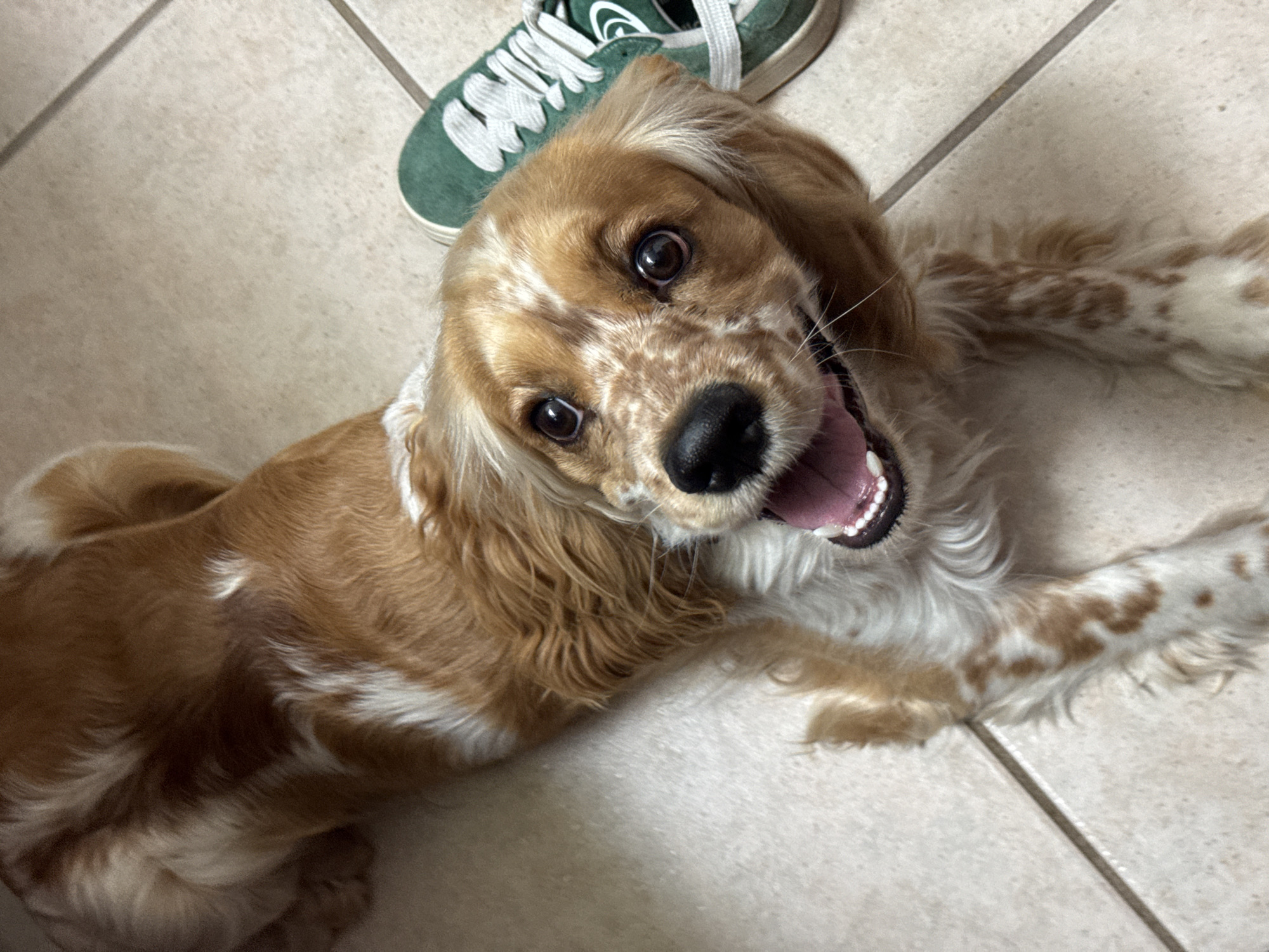 Woman photographs playful Cocker Spaniel indoors in Puebla, Mexico