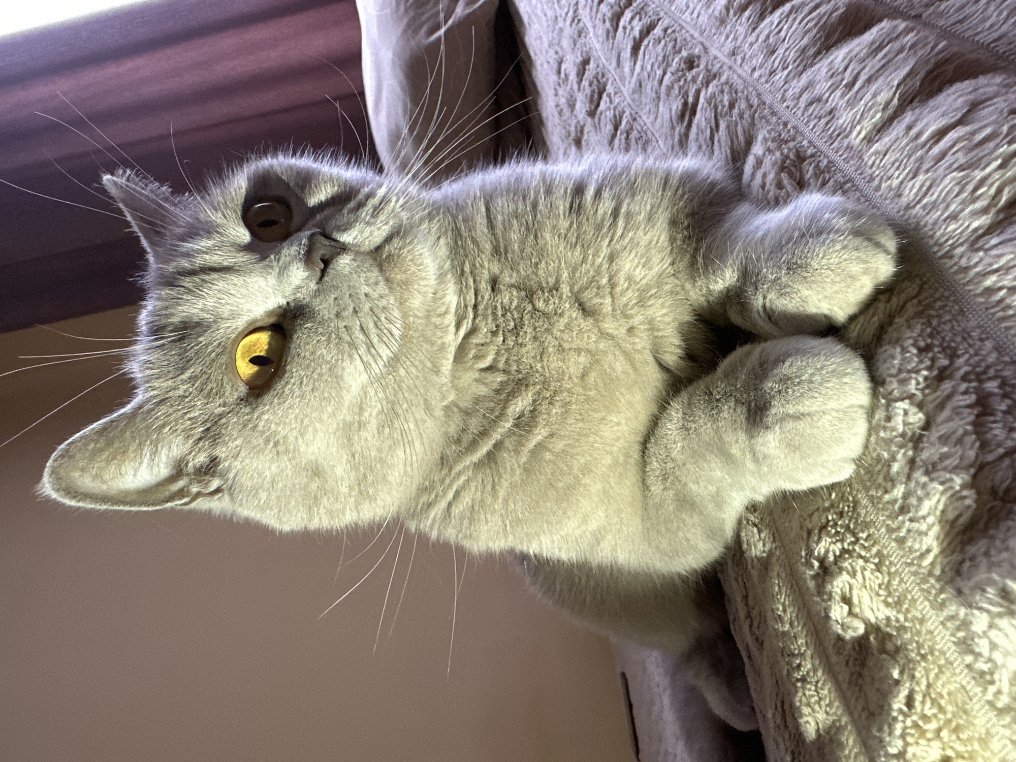 British Shorthair cat photographed resting on blanket in Ternopil
