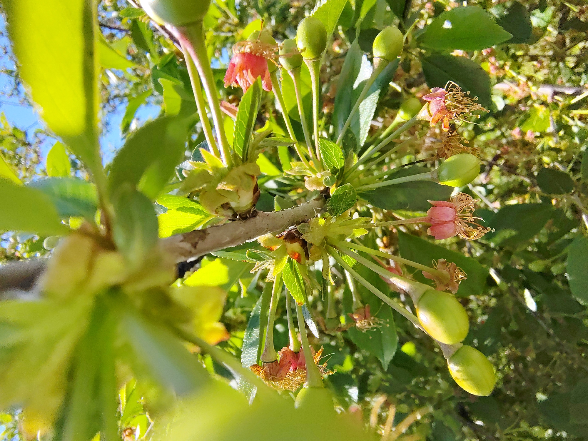 Spring flora documented: cherry blossoms, dandelion seeds, sunlit branches