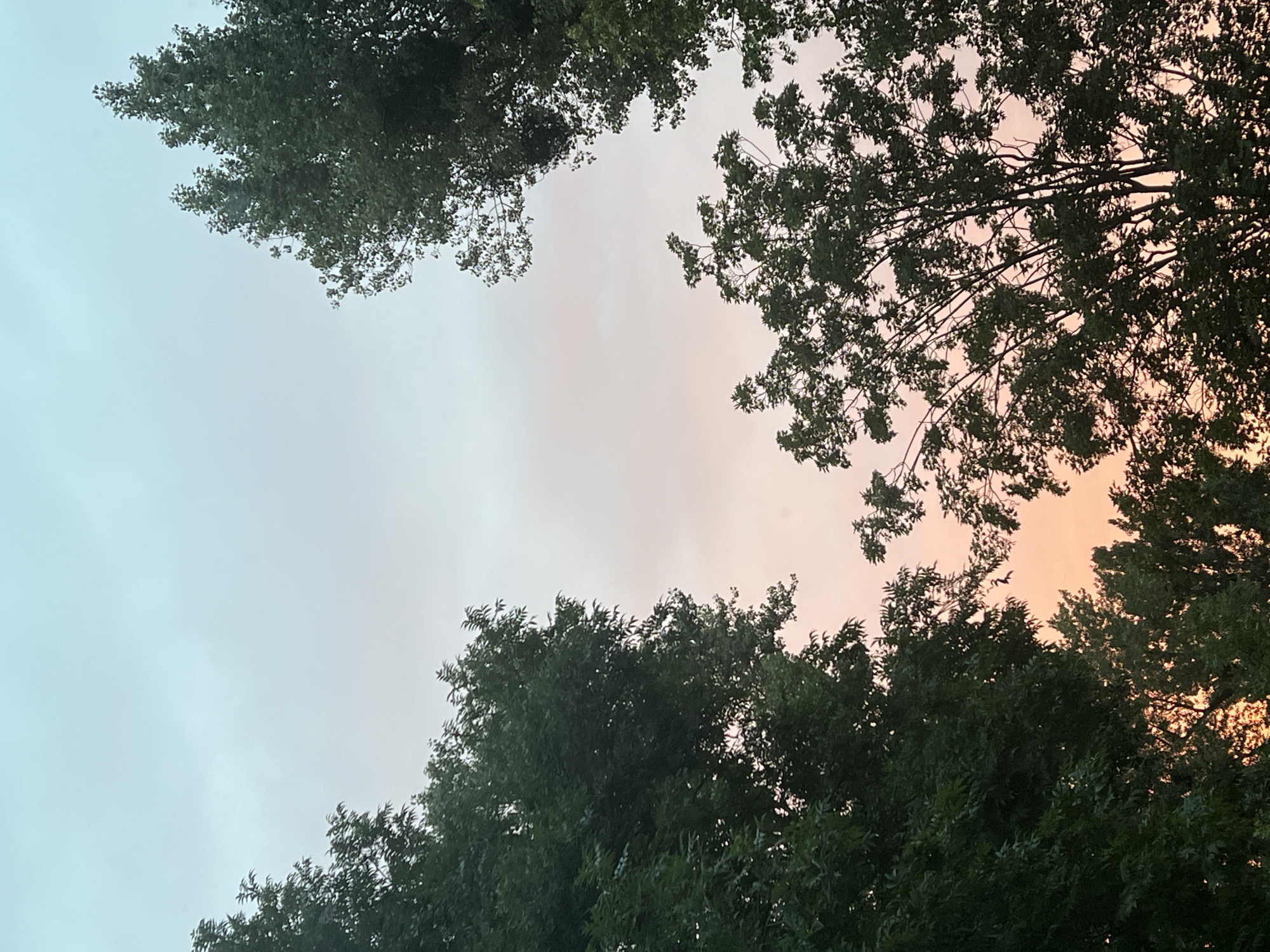 Twilight sky through Warsaw tree canopies, summer evening