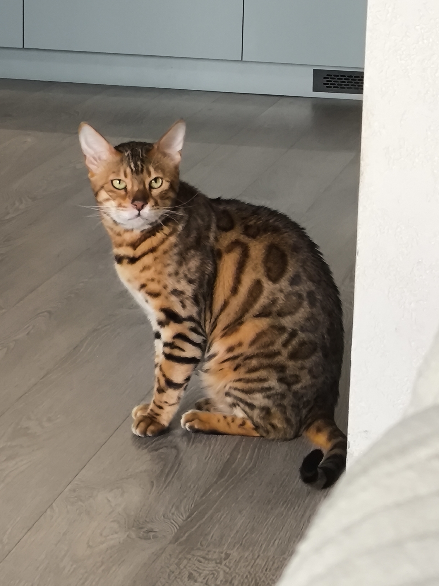 Bengal cat spotted in Izhevsk home interior
