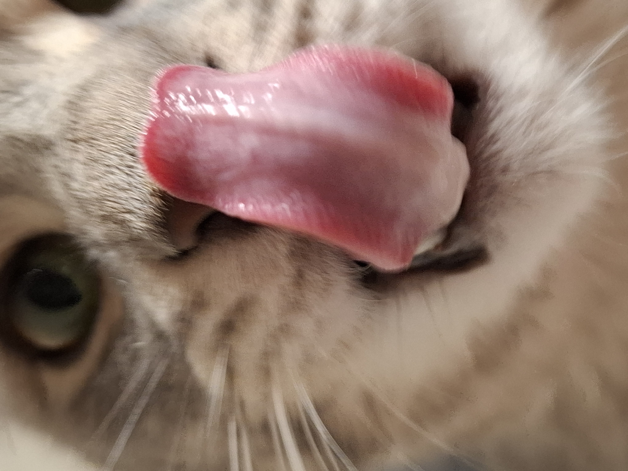 Multiple cat portraits captured within five-minute span