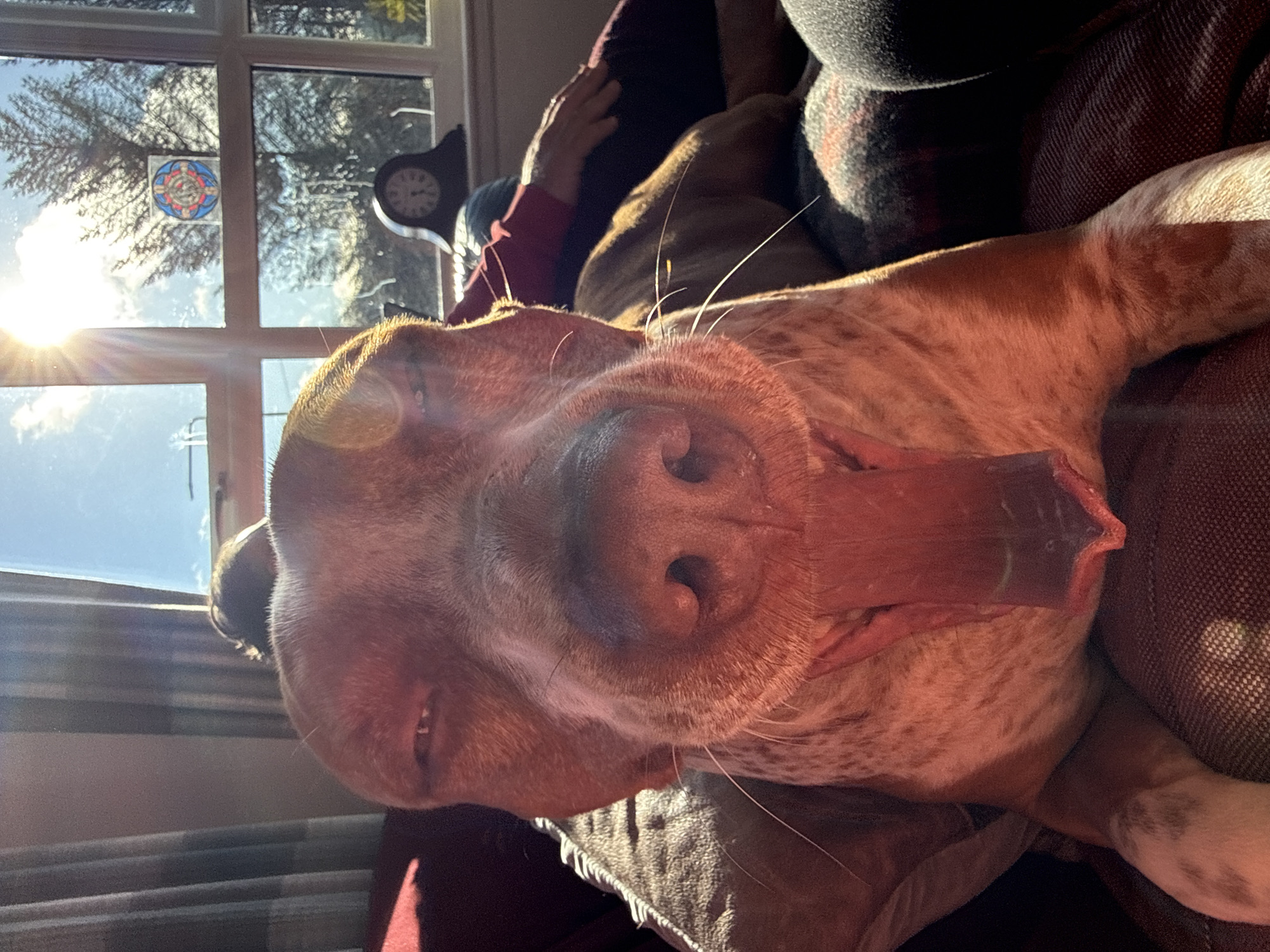 Dog rests on cushion in sunlit window in Blackburn