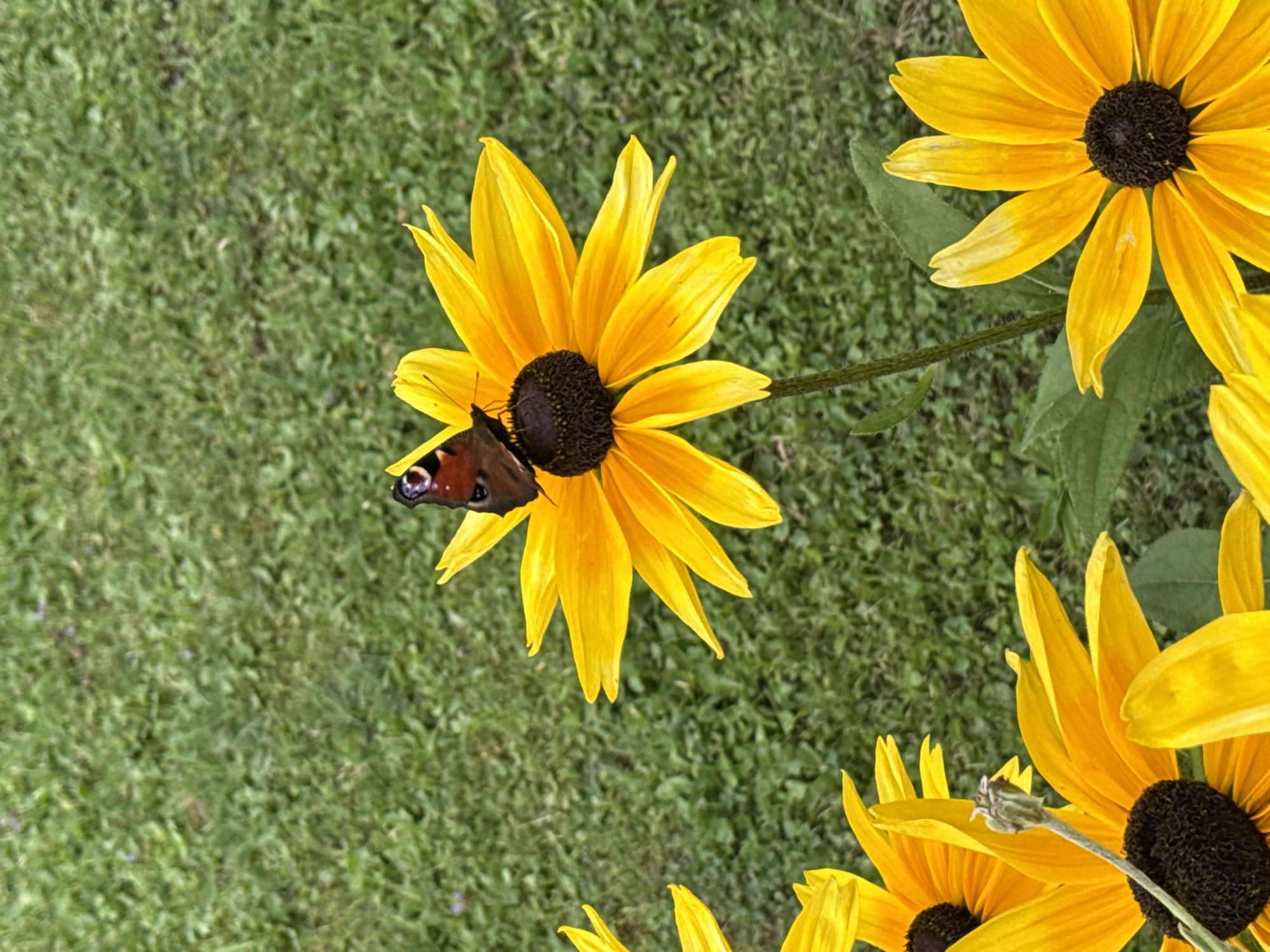 Summer afternoon in Böckstein: butterflies, wildflowers, and alpine buildings