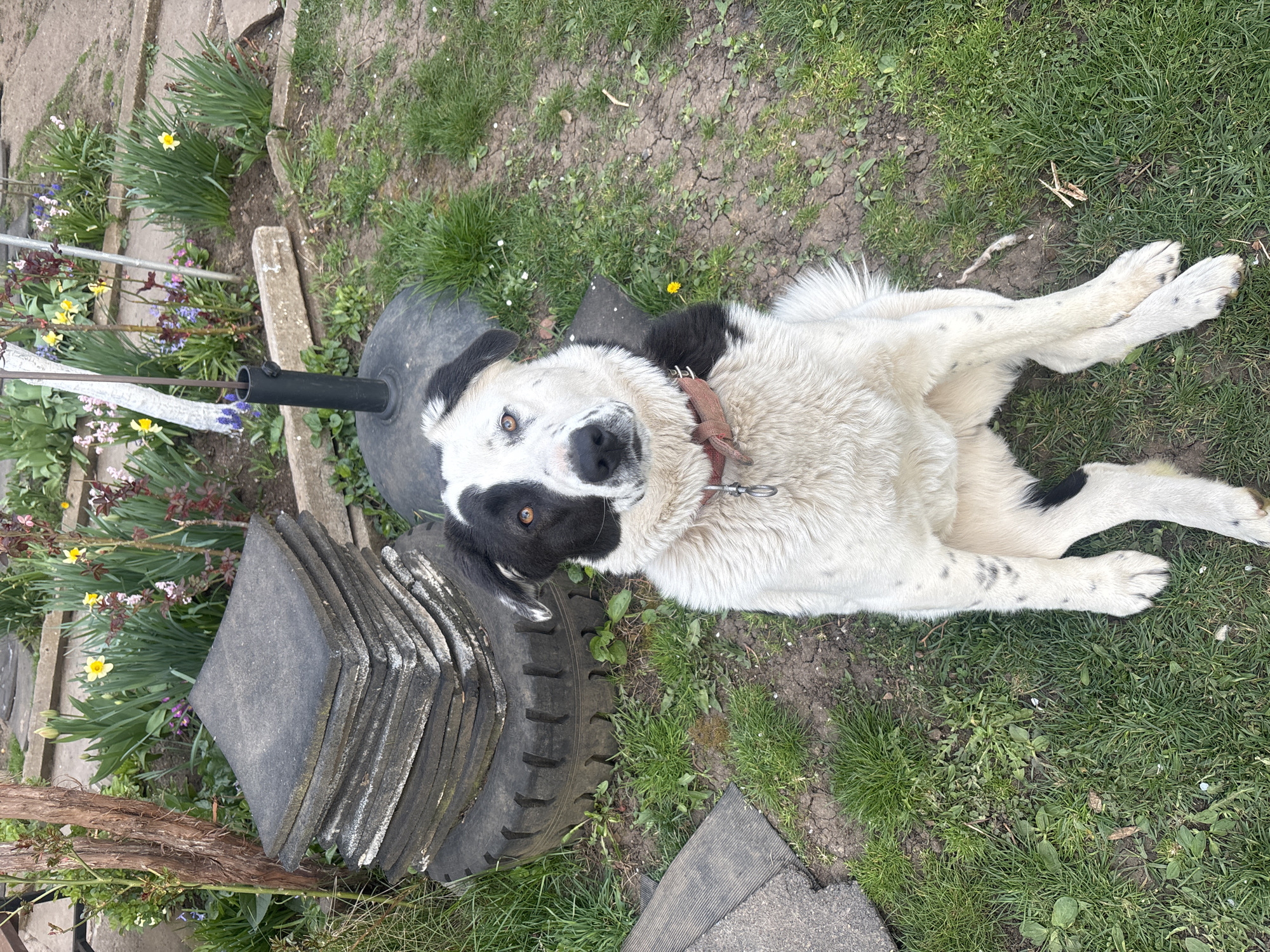 Dog rests in residential garden in Dolna Dikanya, Bulgaria