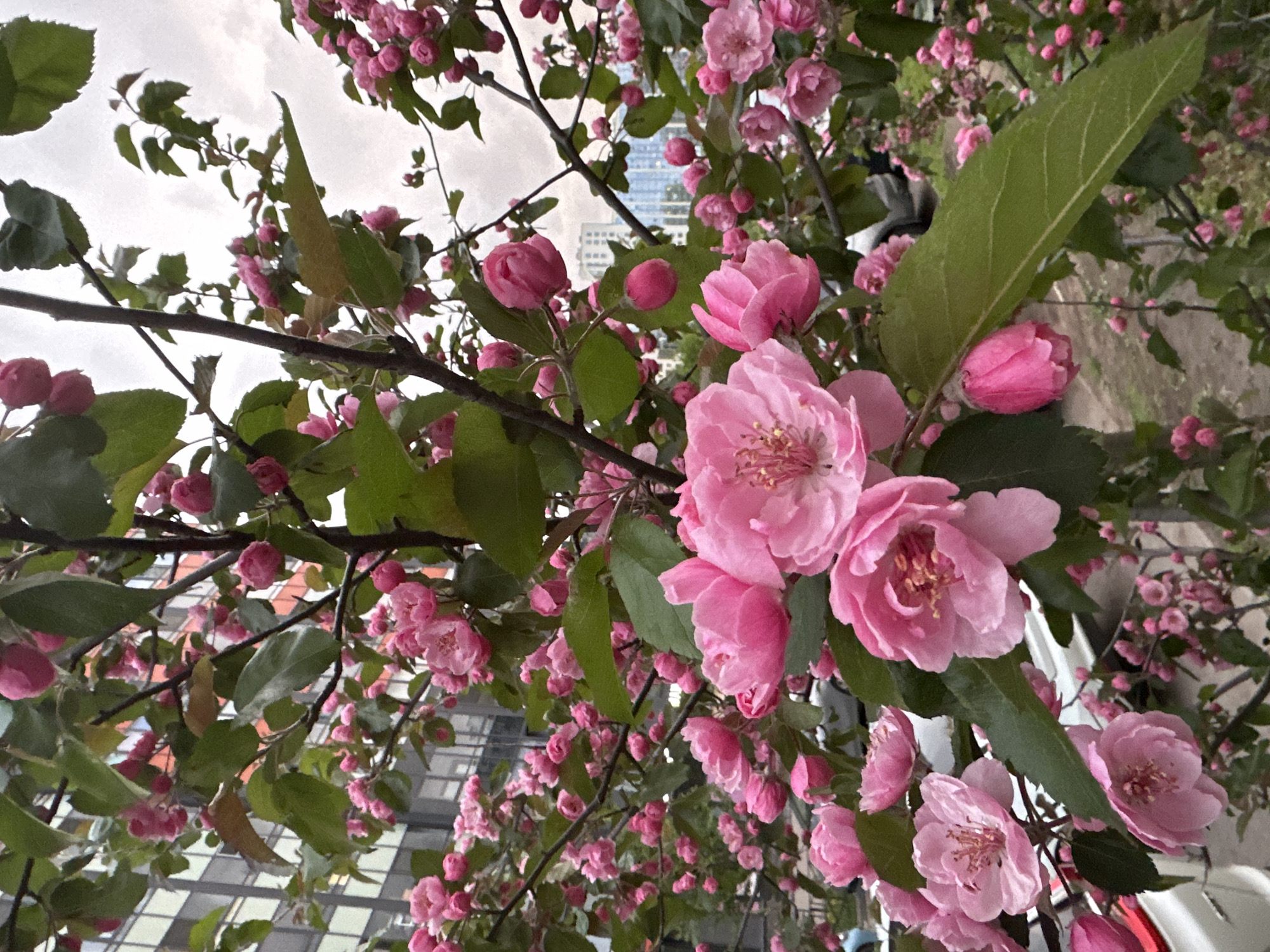 Spring blossoms and parked car observed in Russian city