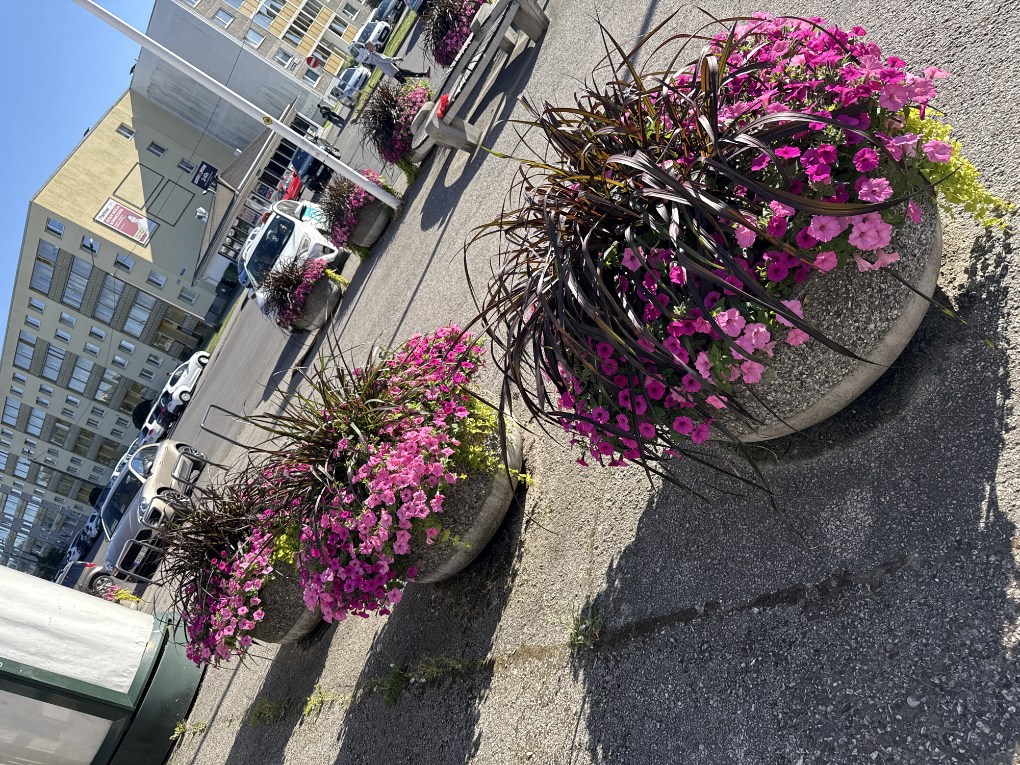Street planters, garden flowers, and sidewalk blooms up close