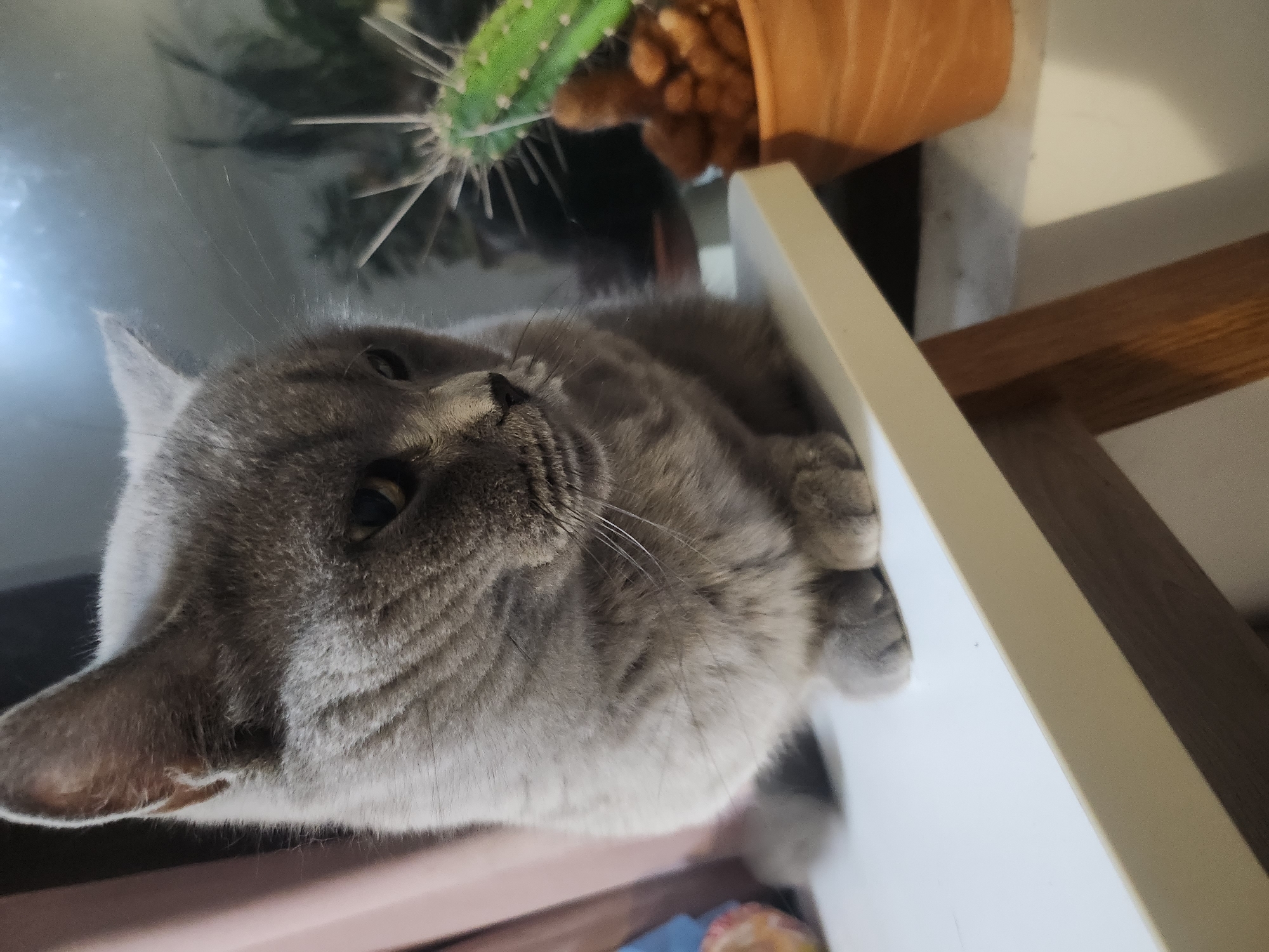 Grey British Shorthair cat at home in Tsarevo, Bulgaria
