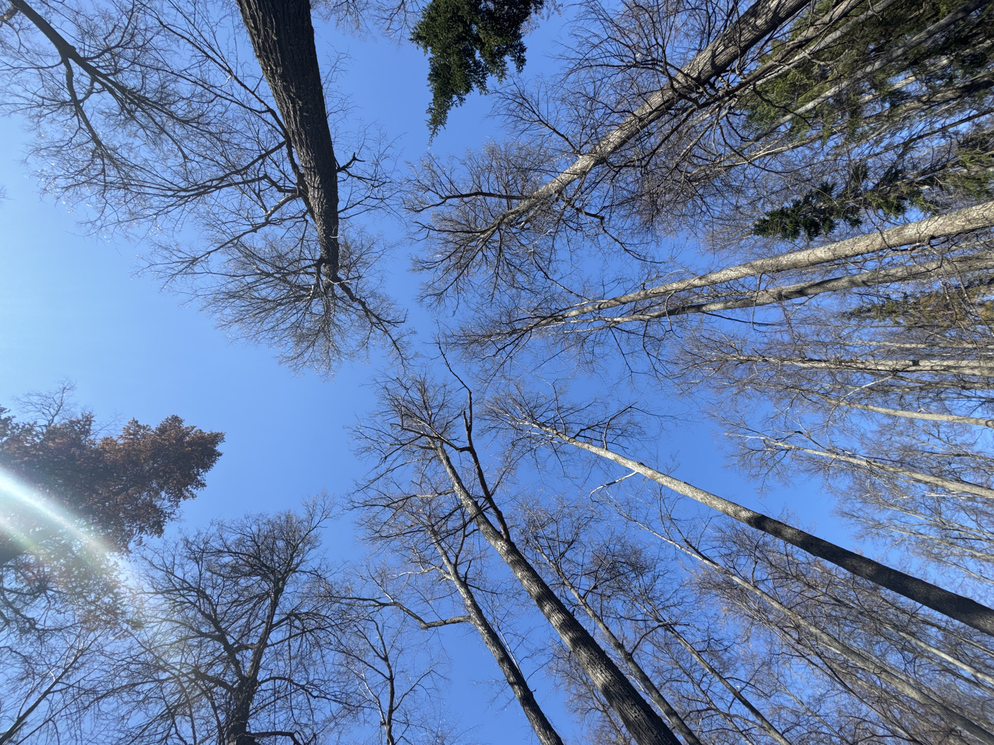 Spring awakening documented in Chernushka park and woodland area