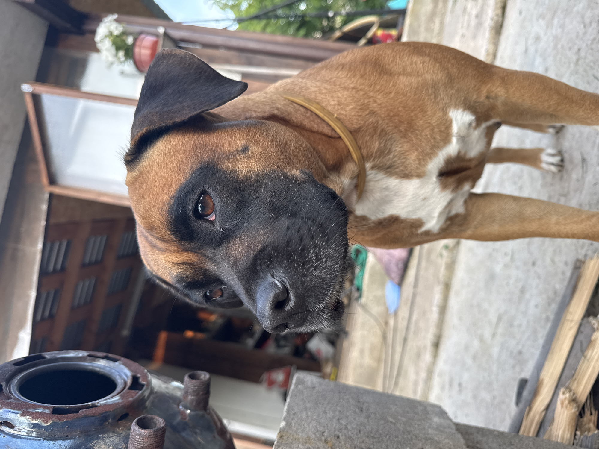 Summer evening in a Chaikovsky backyard with garden and dog