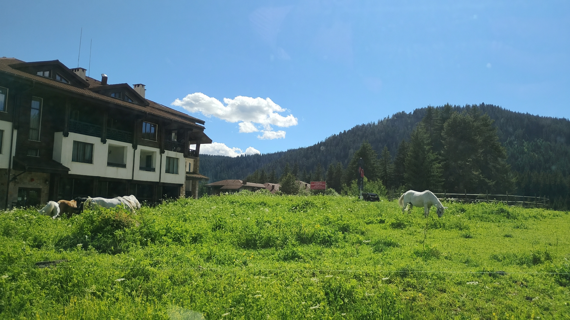 Horses grazing near mountain hotel in Smolyan Bulgaria