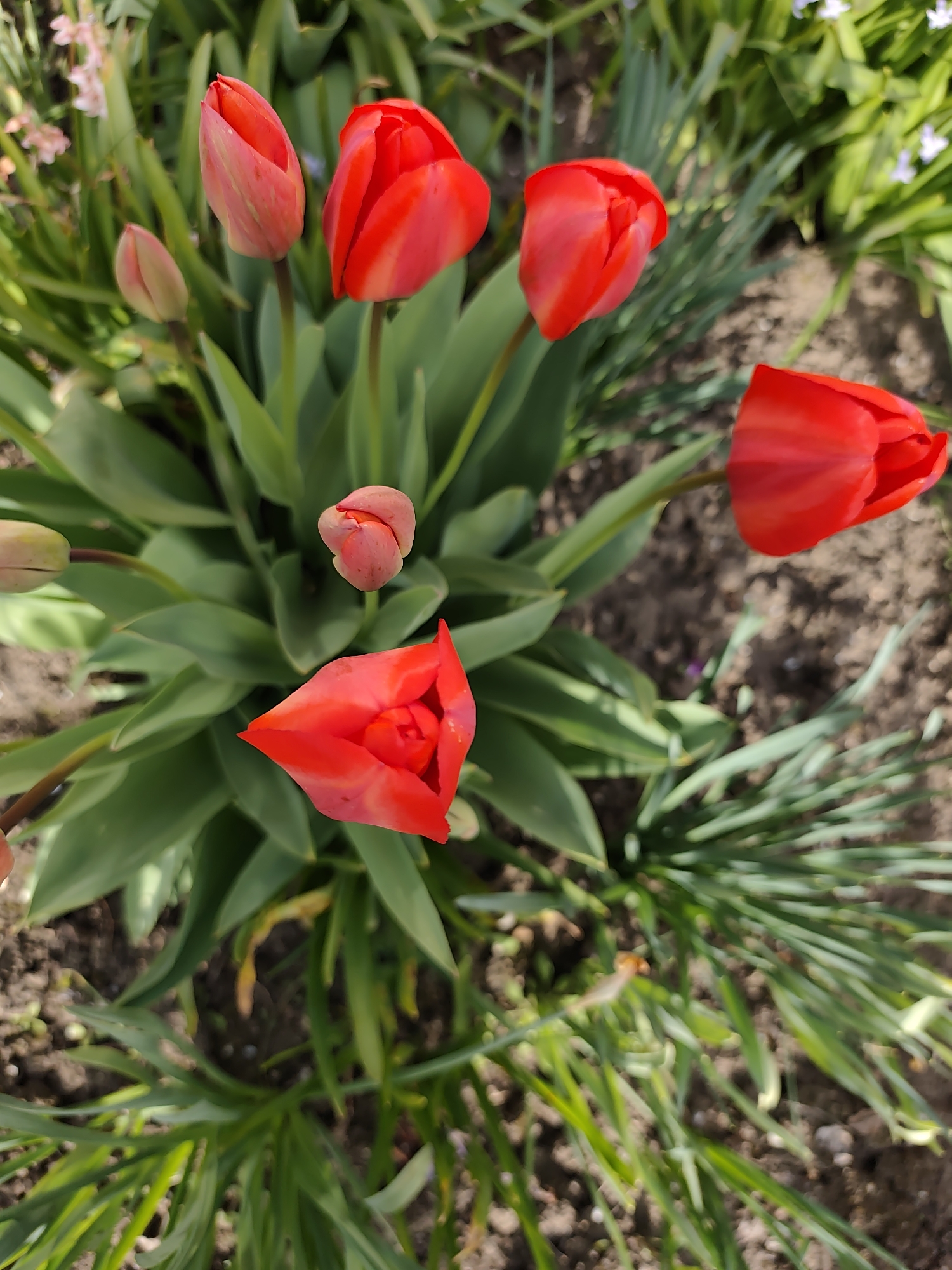 Spring flowers bloom in Bulgarian coastal gardens