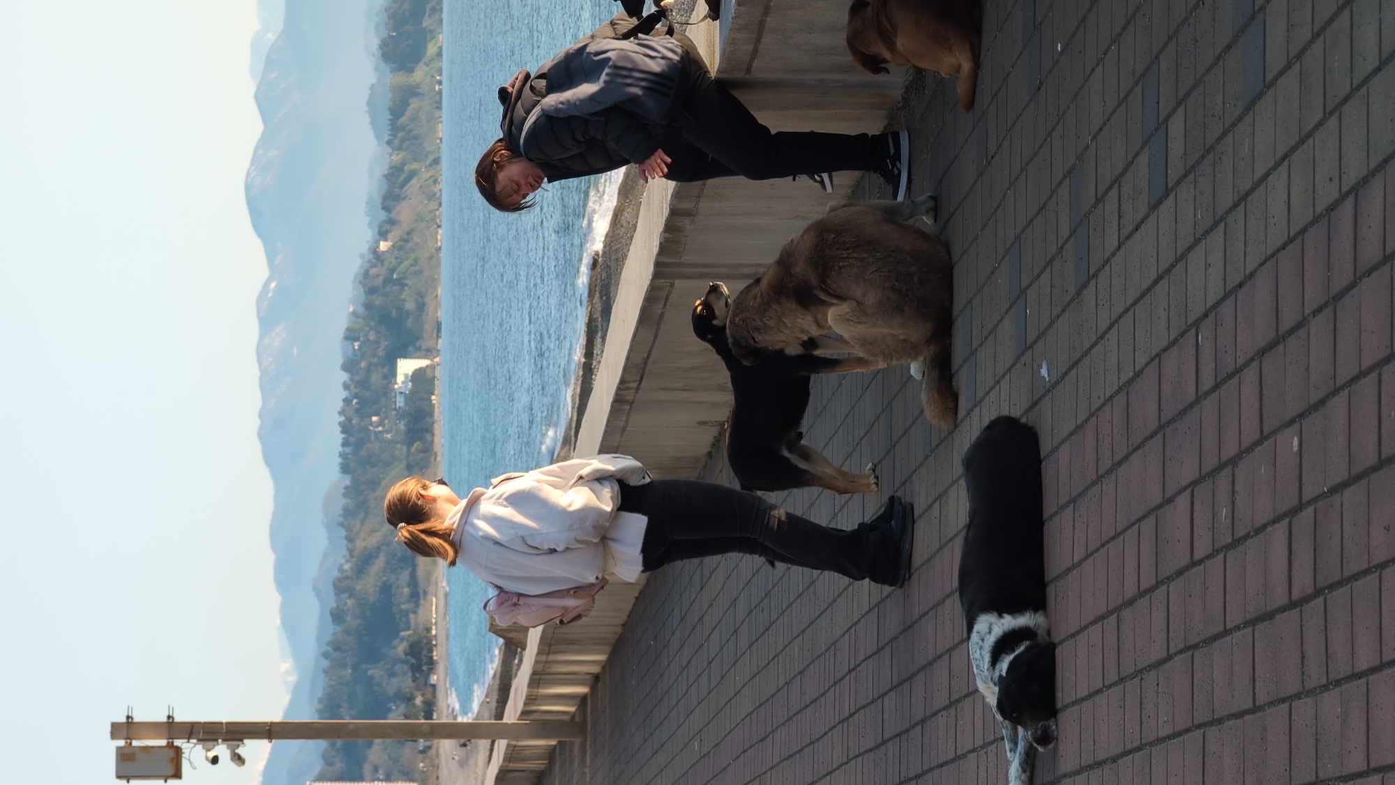 Leisure gatherings observed along Kobuleti waterfront with dogs, fire