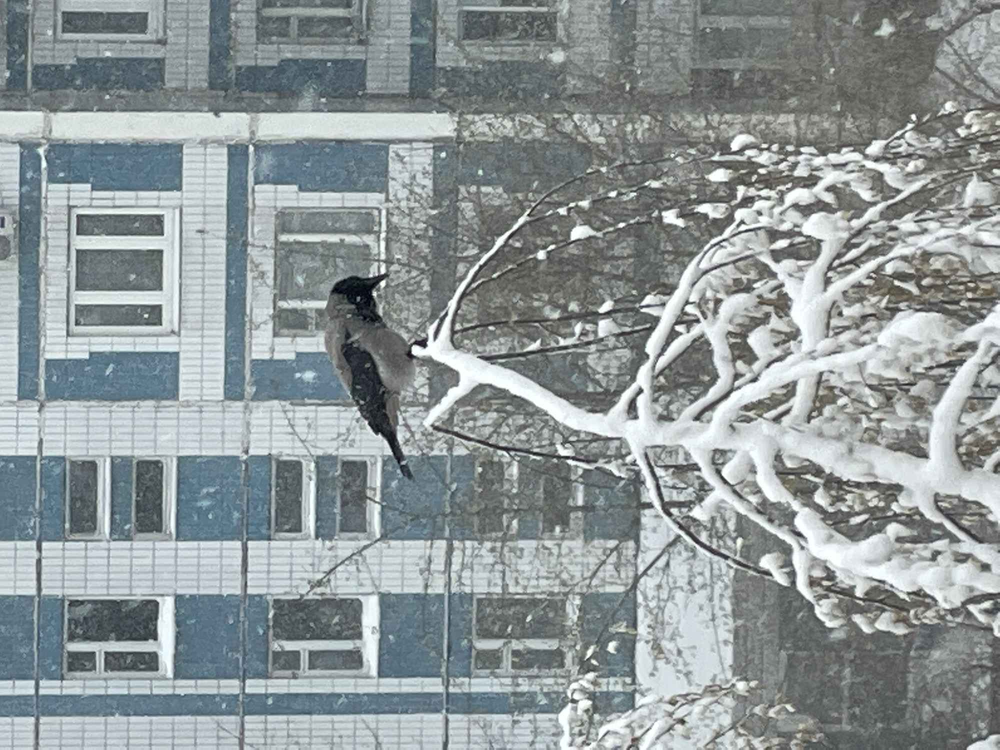 Hooded crow spotted on snowy Moscow branch during spring