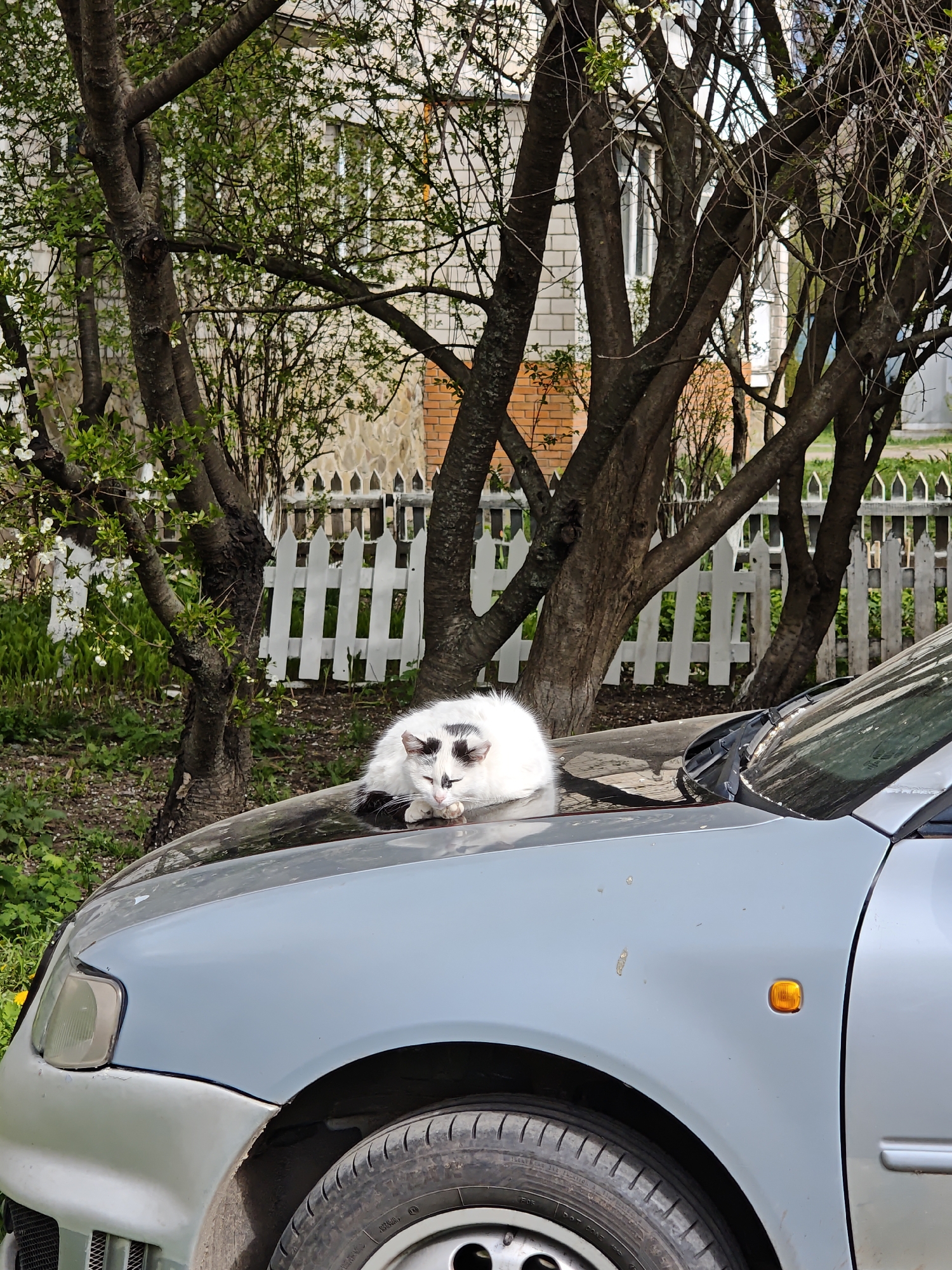 Cat naps on car hood in Vinnytsia, Ukraine