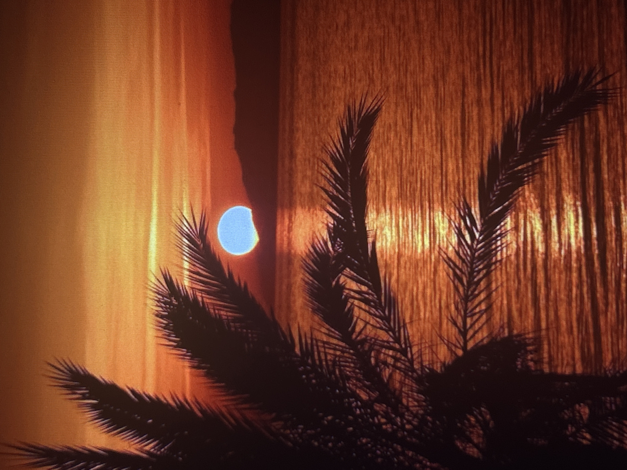 Partial solar eclipse observed through palm fronds in Sofia