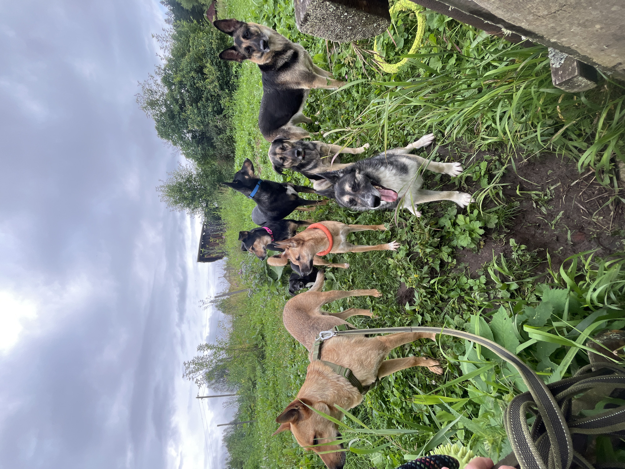 Mixed pack of dogs playing and resting in a Nizhny Tagil yard