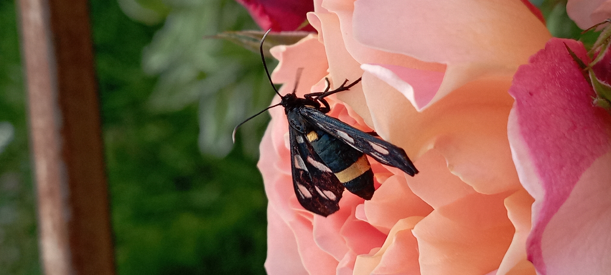 A Ukrainian garden's roses and blooms, up close.