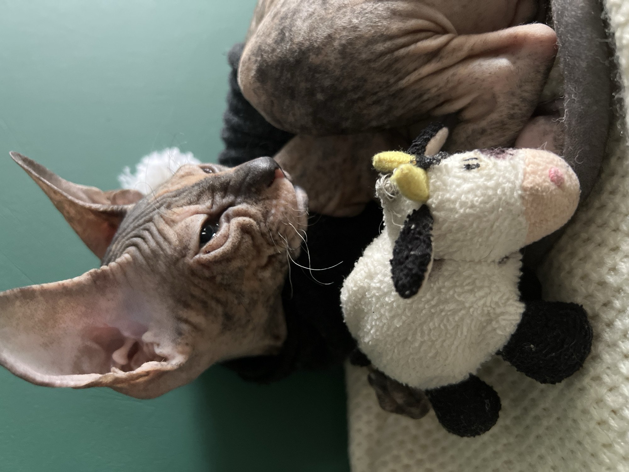 Clothed Sphynx cat spotted on couch in Kazan