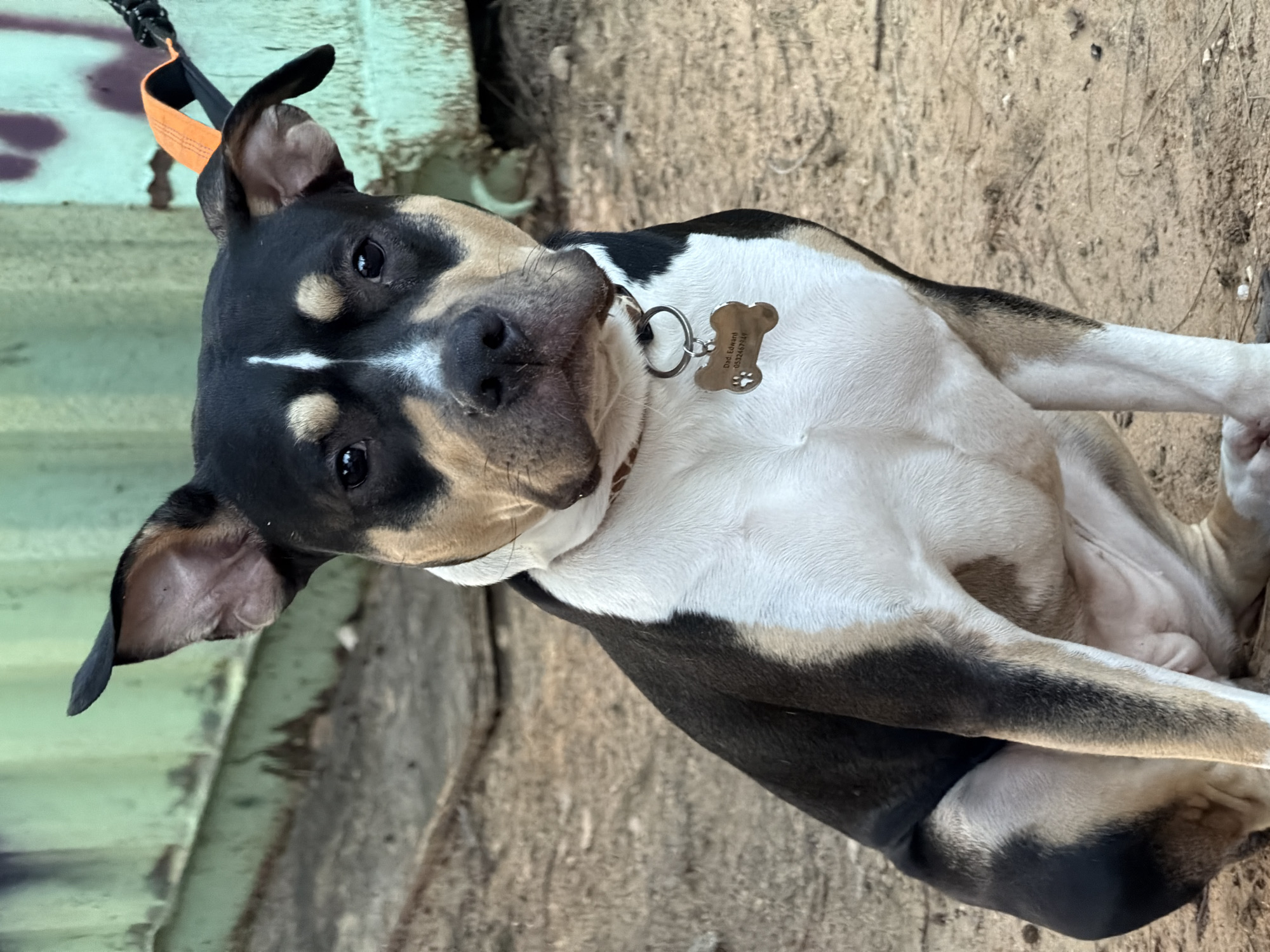 Tri-colored American Bully photographed resting in Tel-Aviv