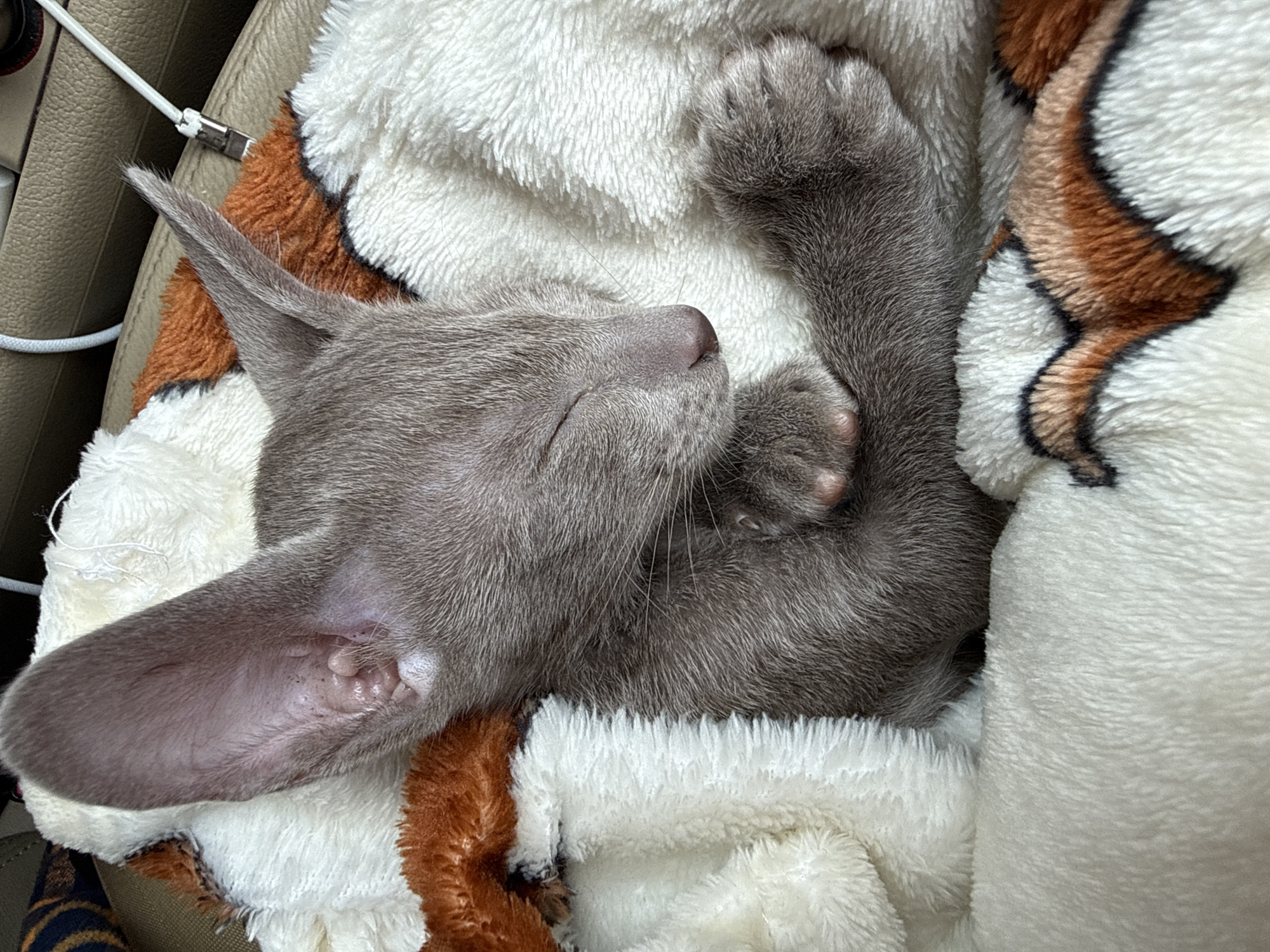 Sleeping grey kitten in tiger-striped blanket, Moscow