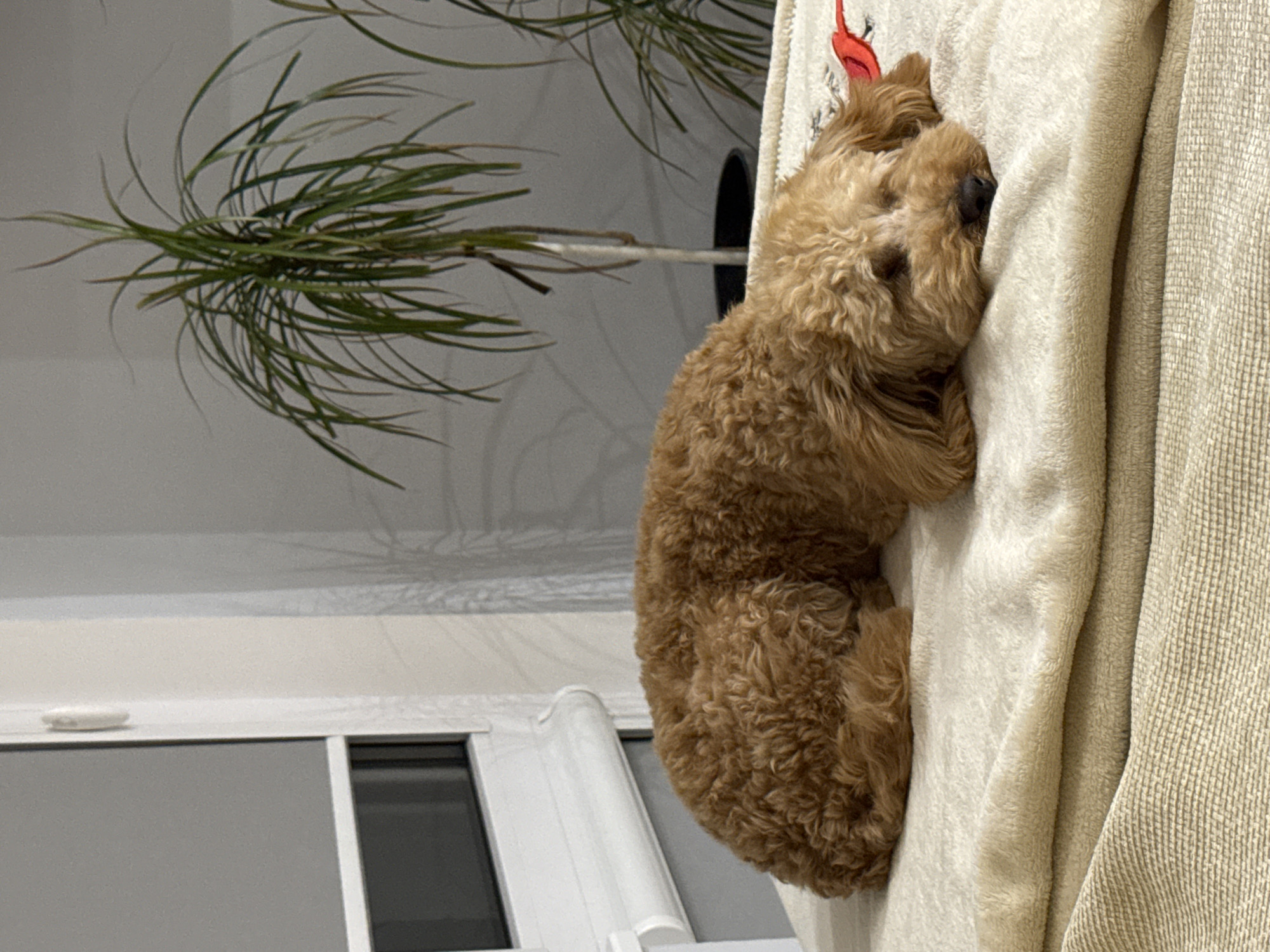 Poodle naps on couch in Bulgarian home