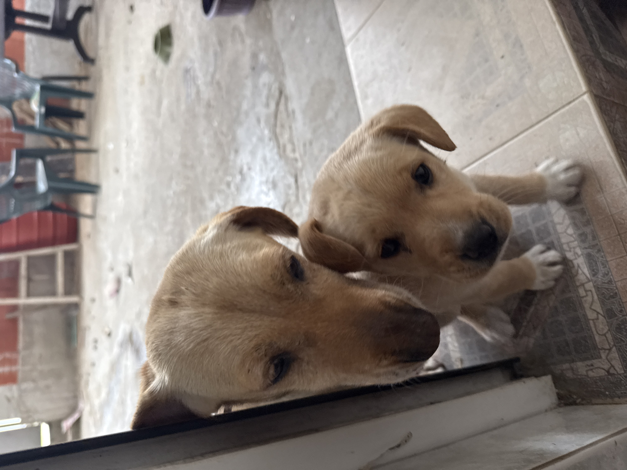 Two light brown puppies photographed together in Parvomai, Bulgaria