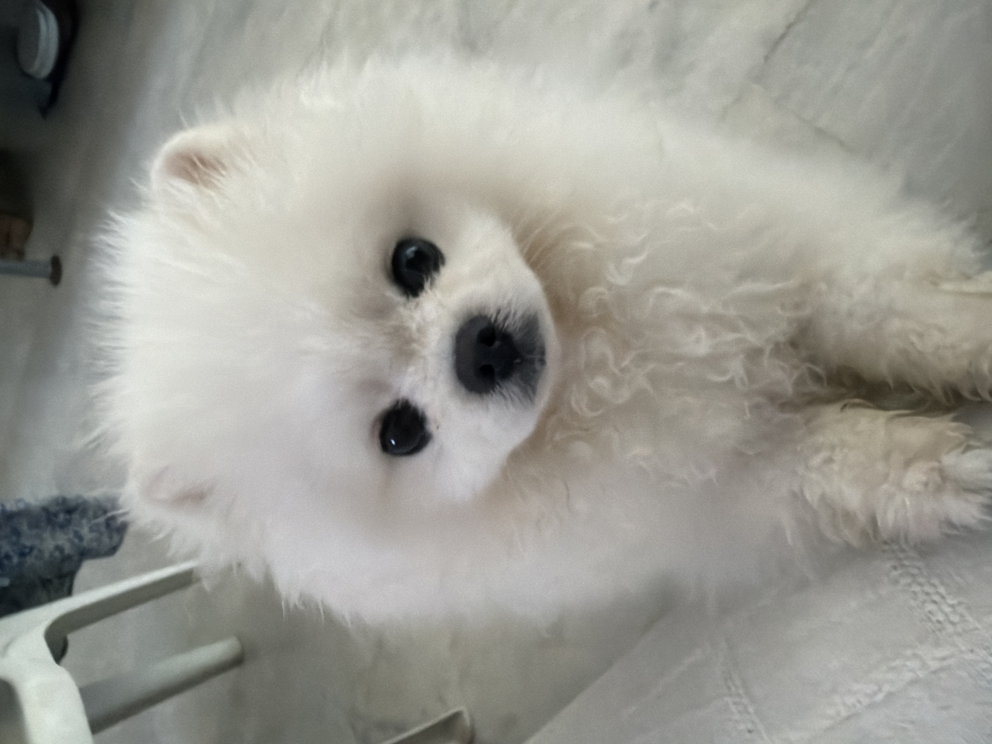 Pomeranian and everyday items, a quiet Marmaris morning