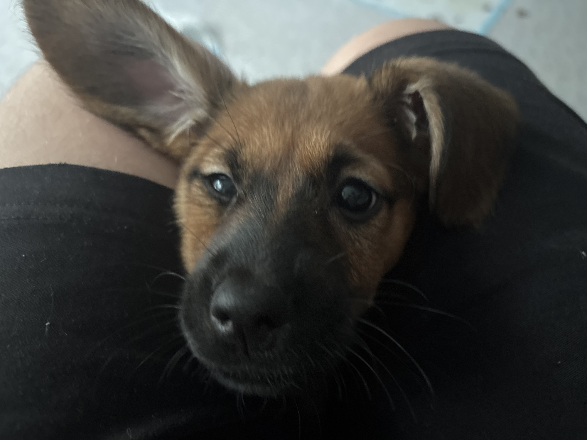Witnesses Document Playful Puppy Interactions During Morning Hours