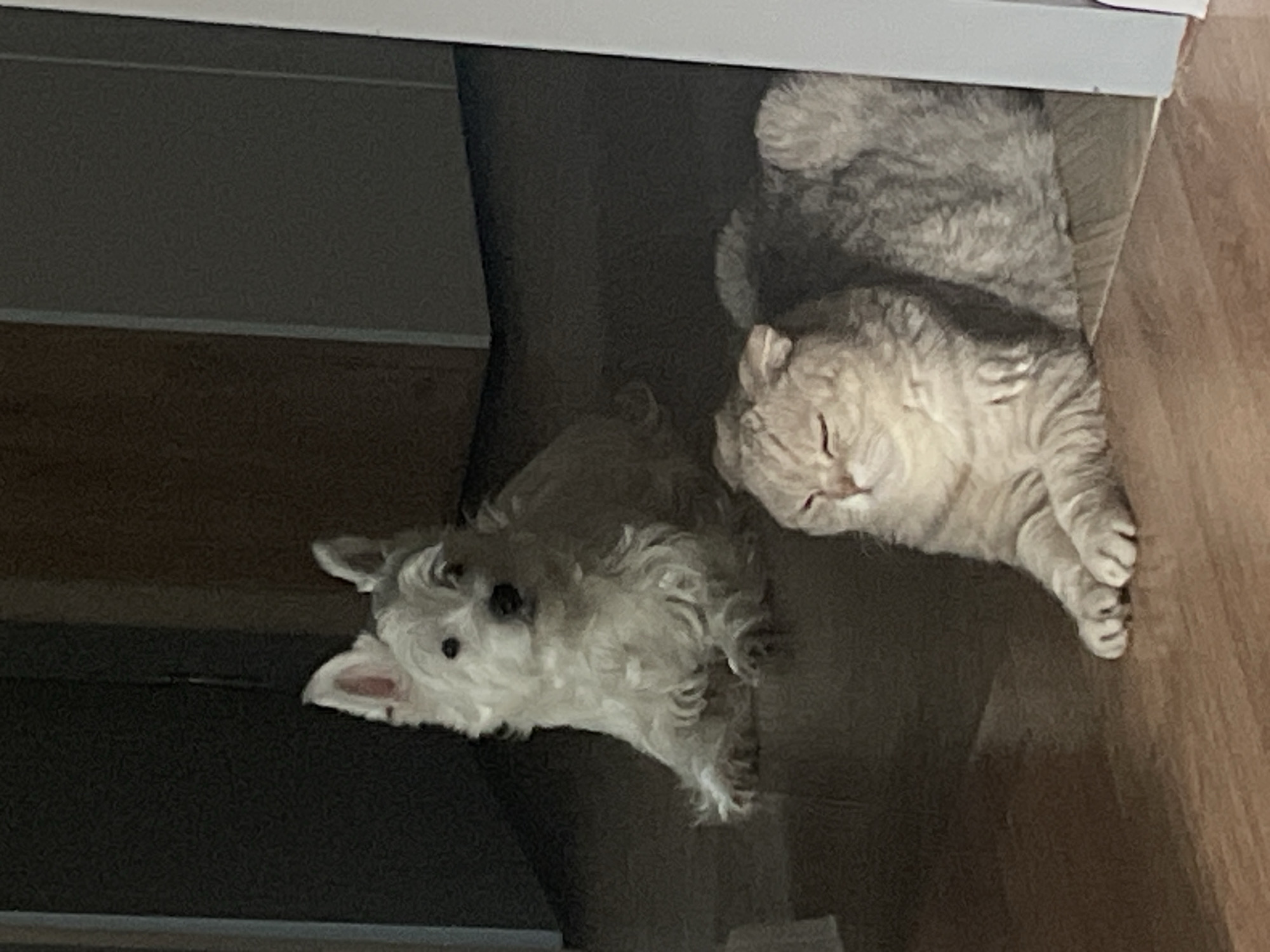 Dog and cat rest together in Samara