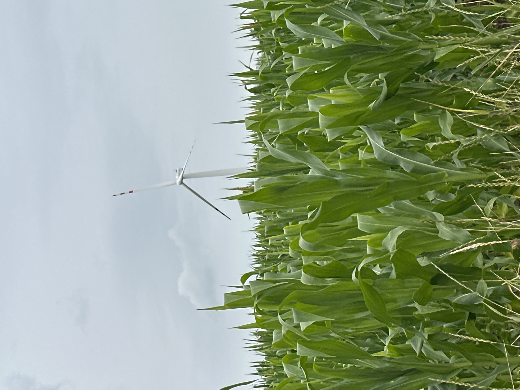 Suzlon wind turbine stands among cornfields in rural Ukraine
