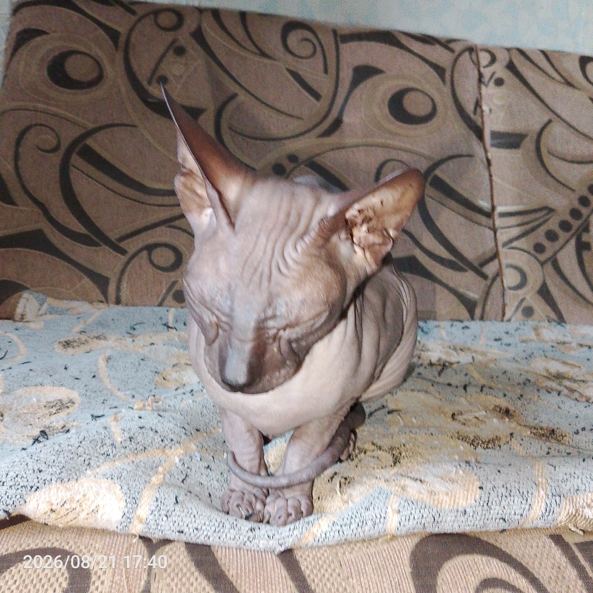 Sphinx cat and Yorkie at home, plus a quick portrait