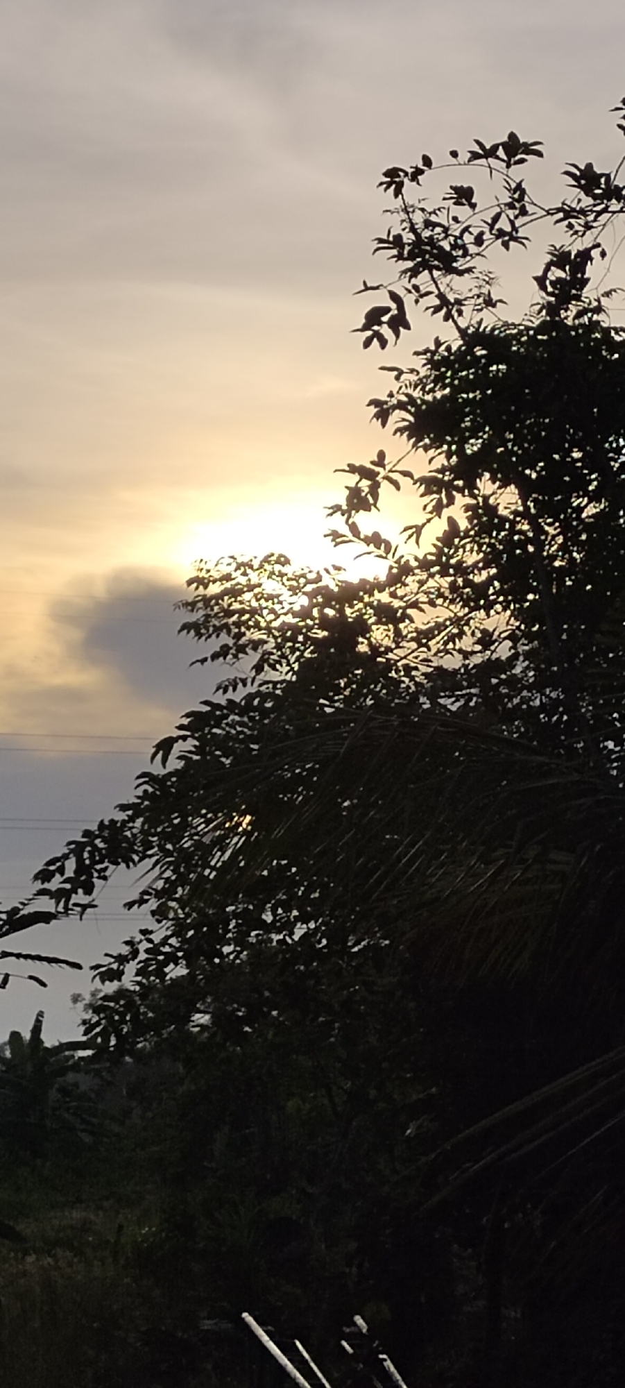 Sunset observed through vegetation in Lhokseumawe, Indonesia