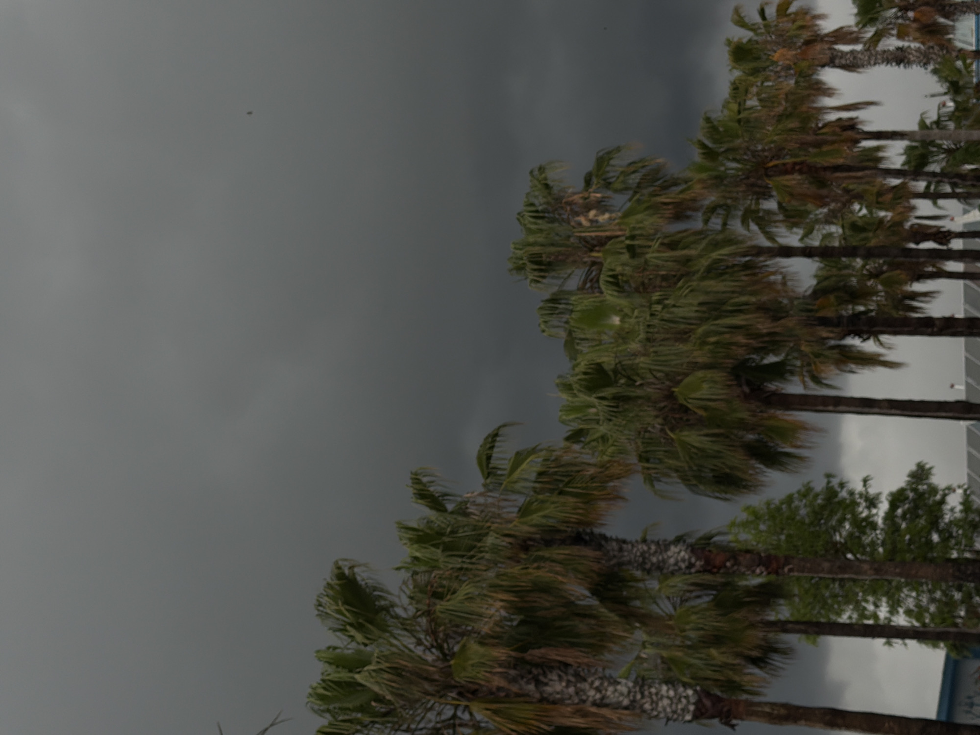 Palm trees sway in windy weather in Manavgat, Turkey