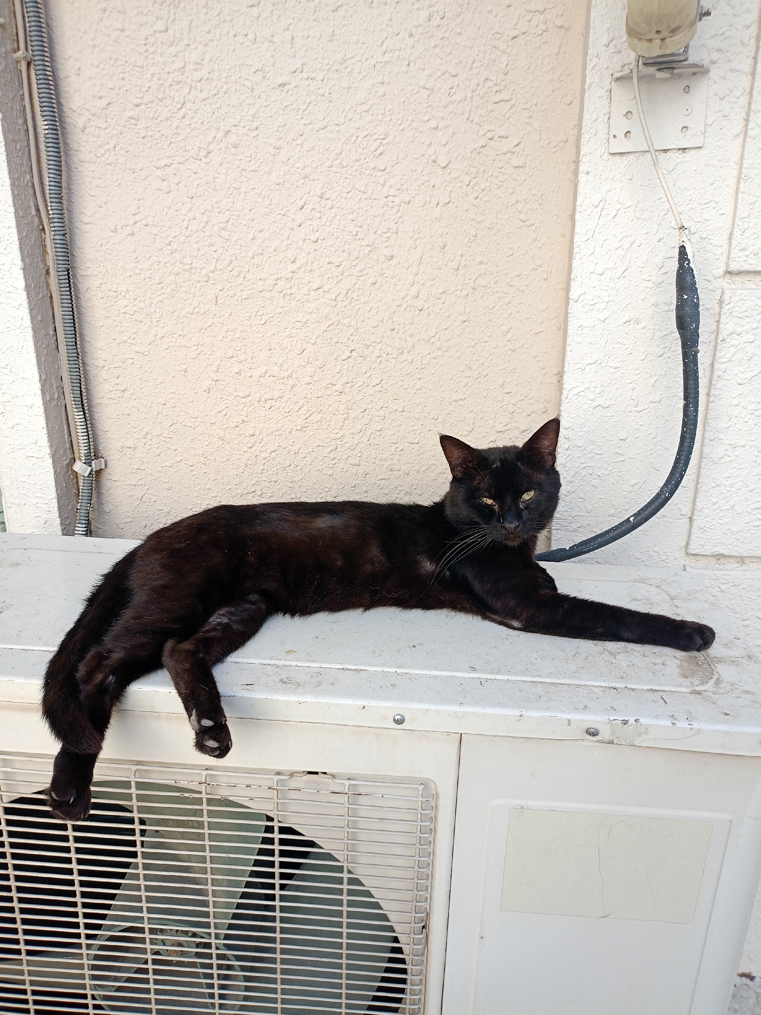 Black cat lounging outside, marigolds blooming nearby