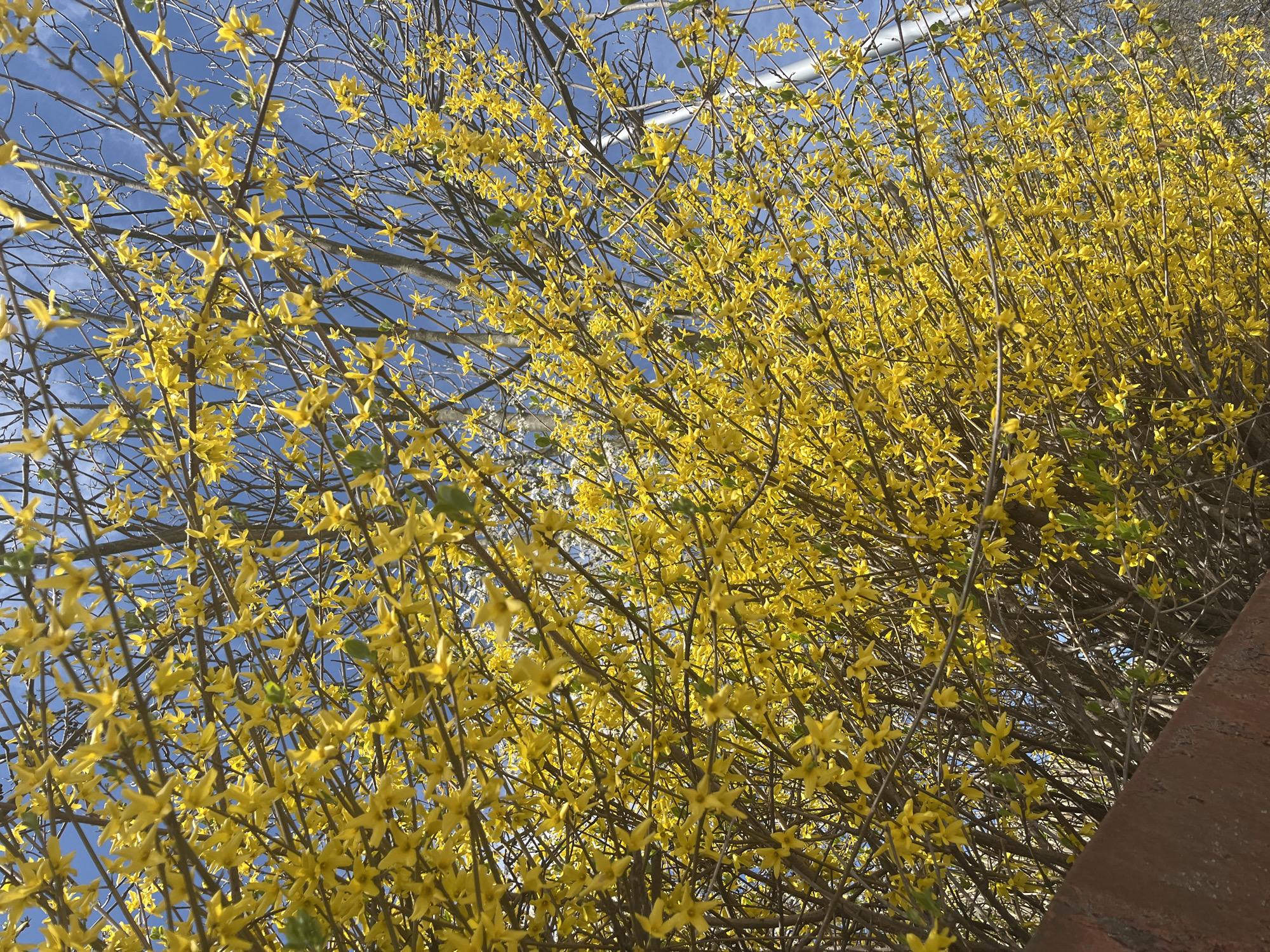 Yellow flowering bush blooms in Dobrich, Bulgaria spring scene