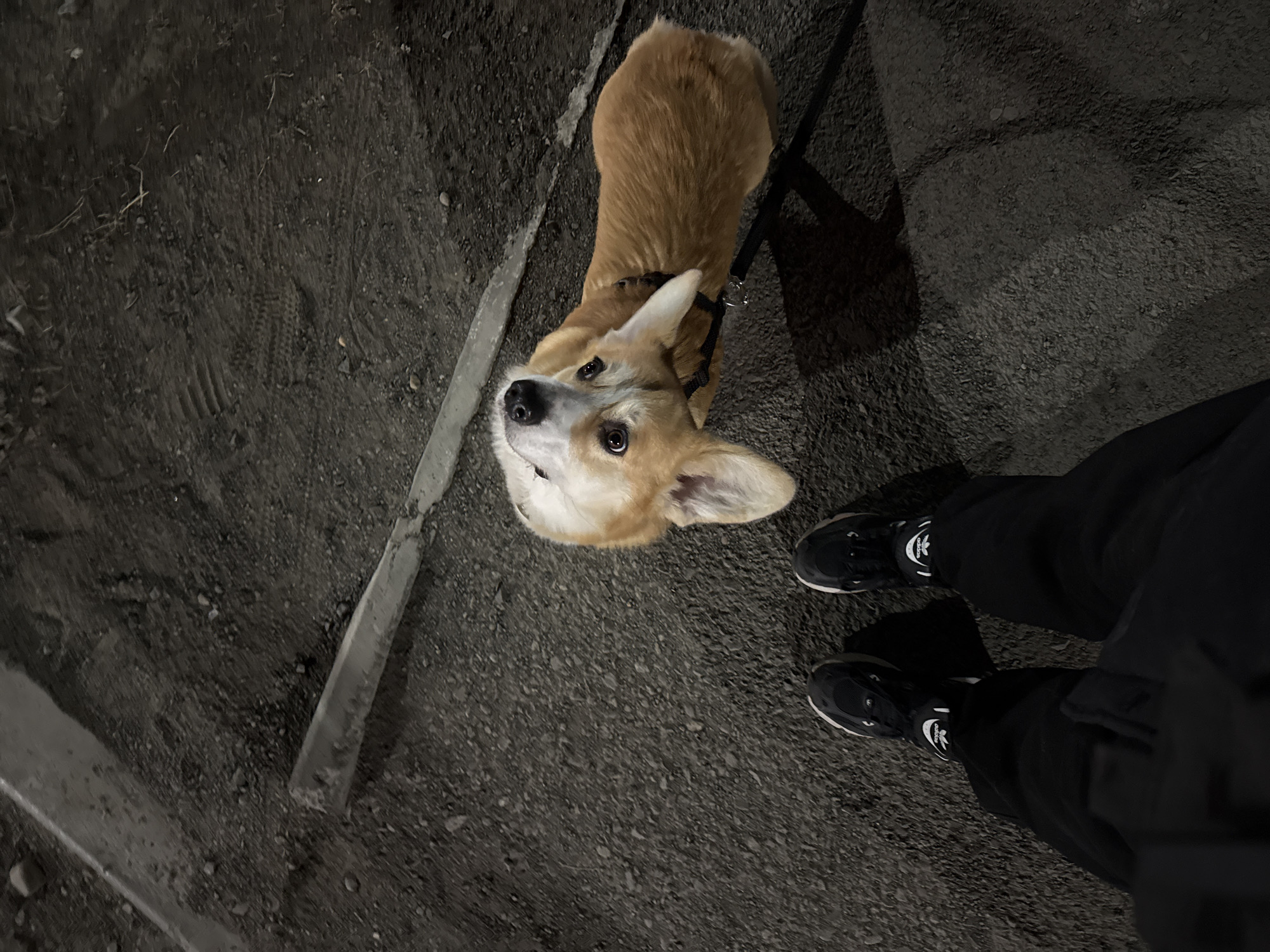Corgi and owner photographed on street in Borzya, Russia