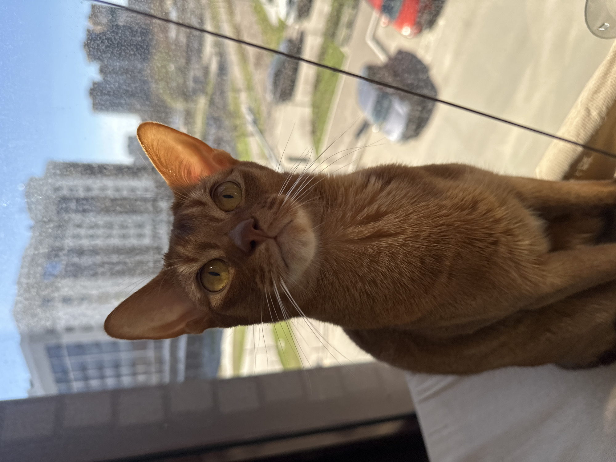 Abyssinian cat photographed against Kazan cityscape window view