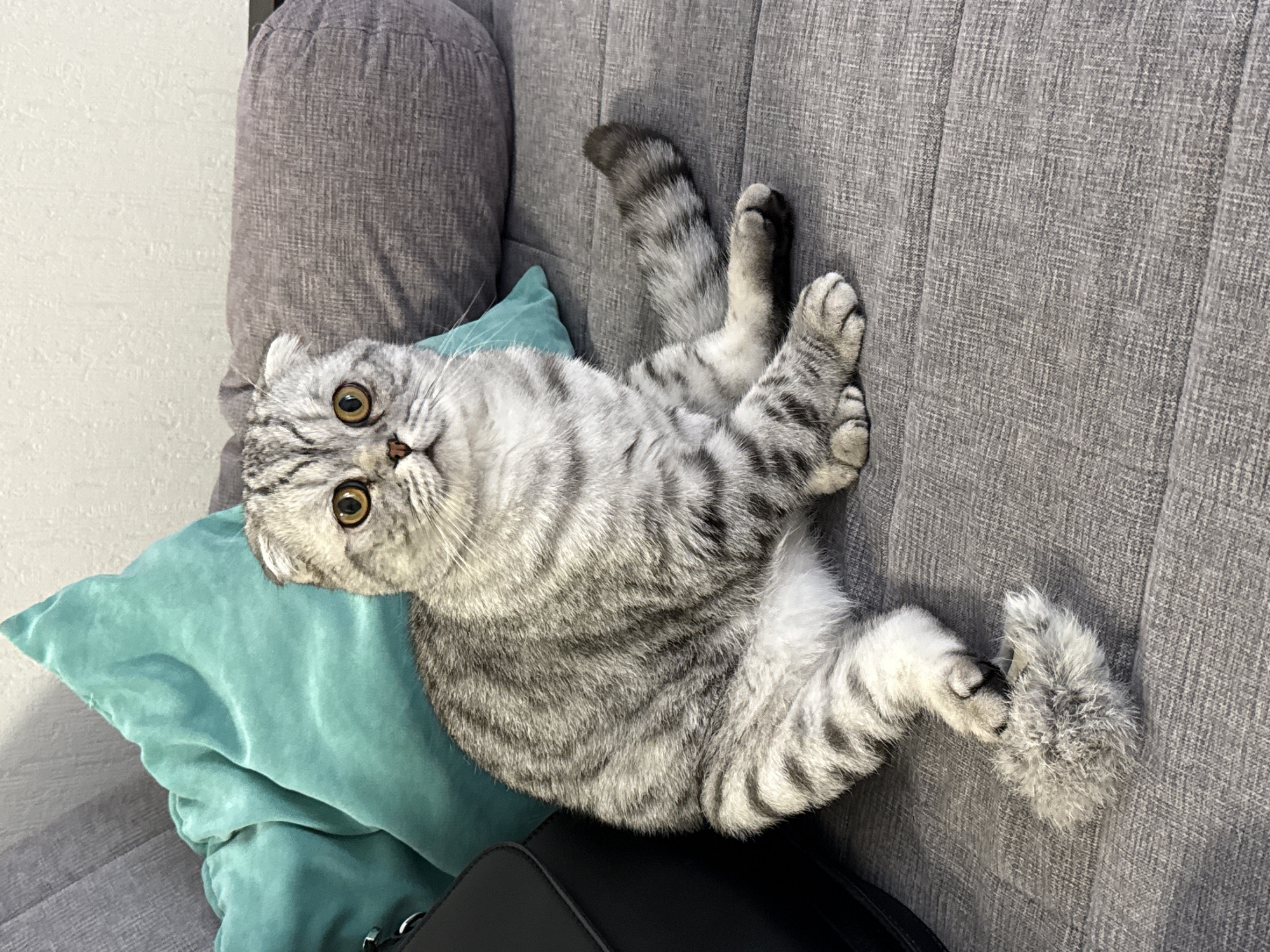 Scottish Fold cat spotted on couch in Yekaterinburg