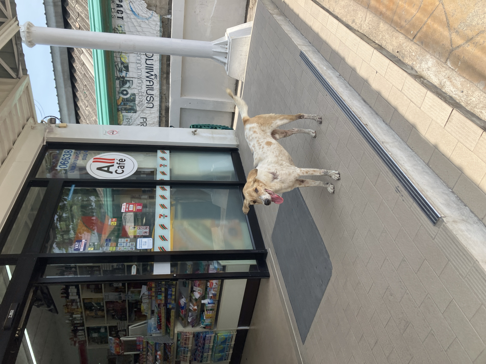 Dog spotted outside convenience store in Baan Plai Laem