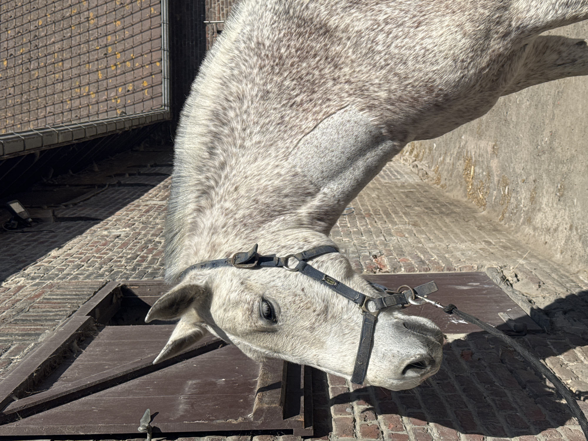 Horses observed at stable courtyard in Estaimpuis, Belgium