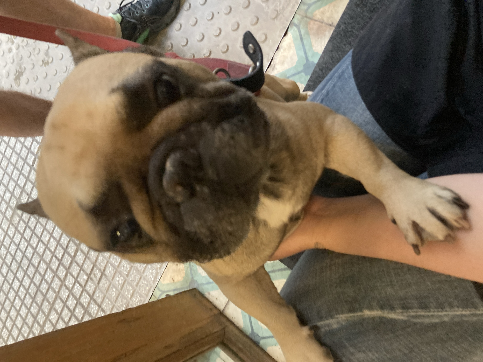 French Bulldogs photographed during brief afternoon encounter
